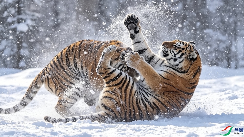 ��ѩ�д򶷶����� (7).jpg