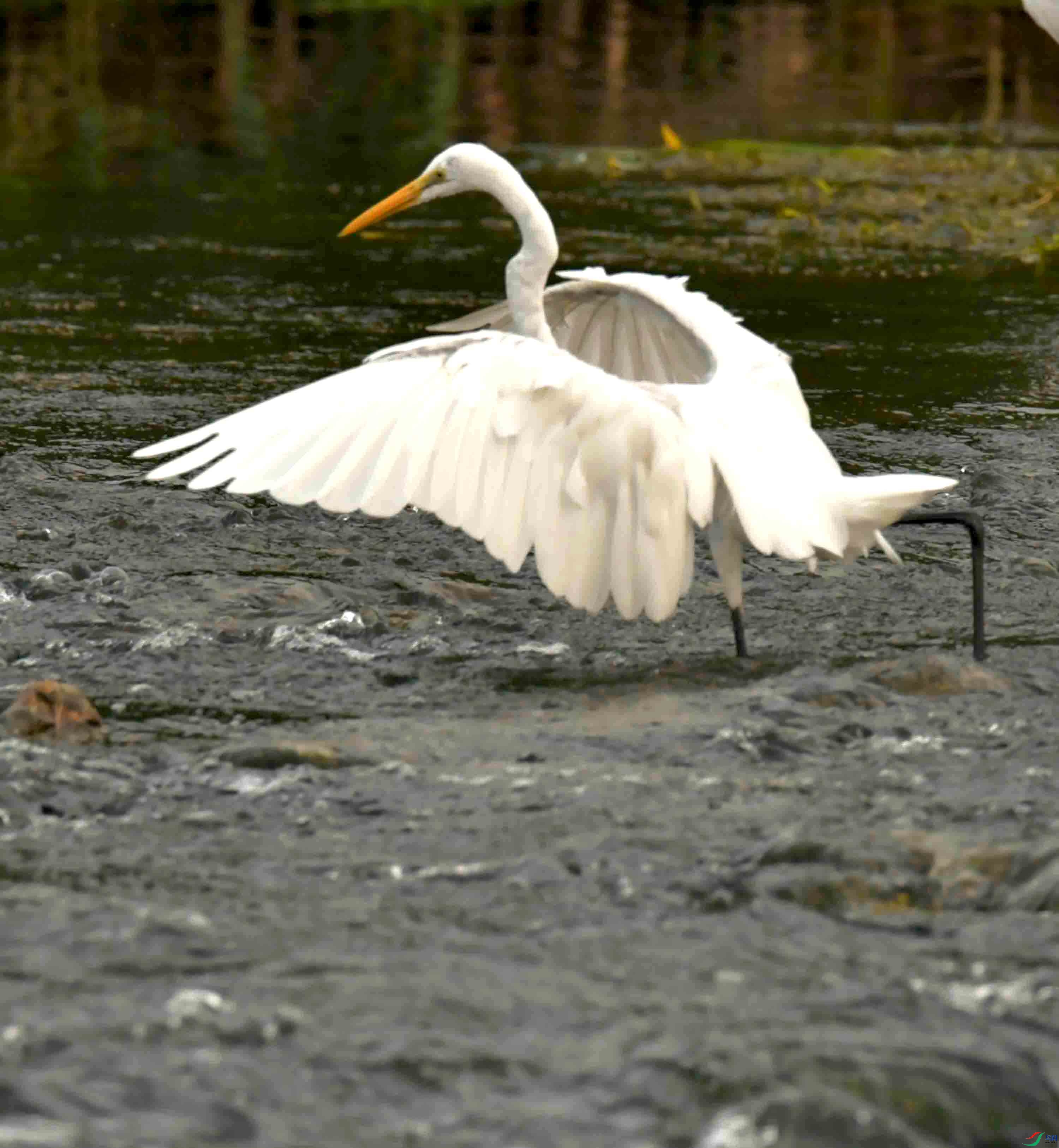 DSC_7642.JPG