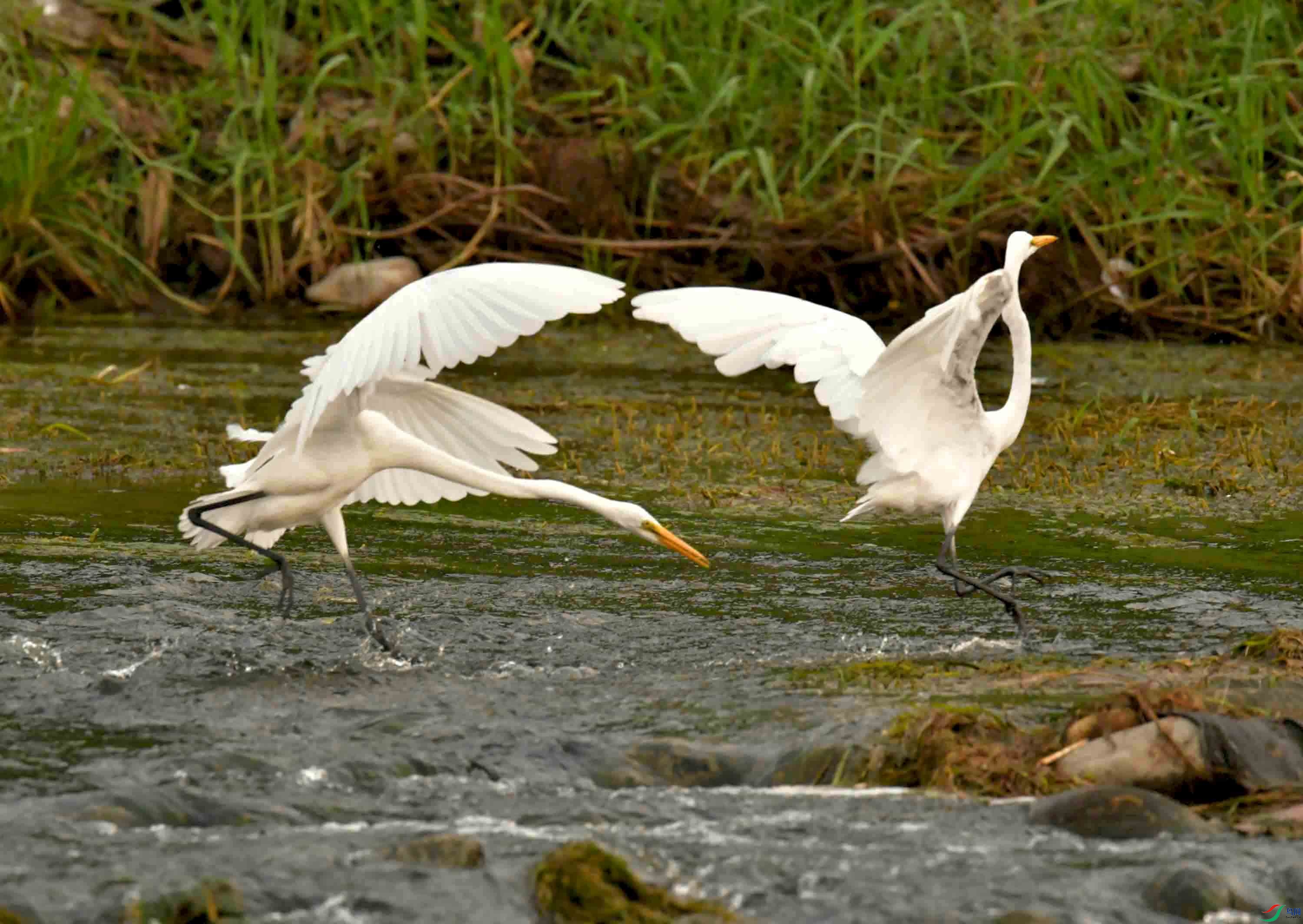 DSC_7668.JPG