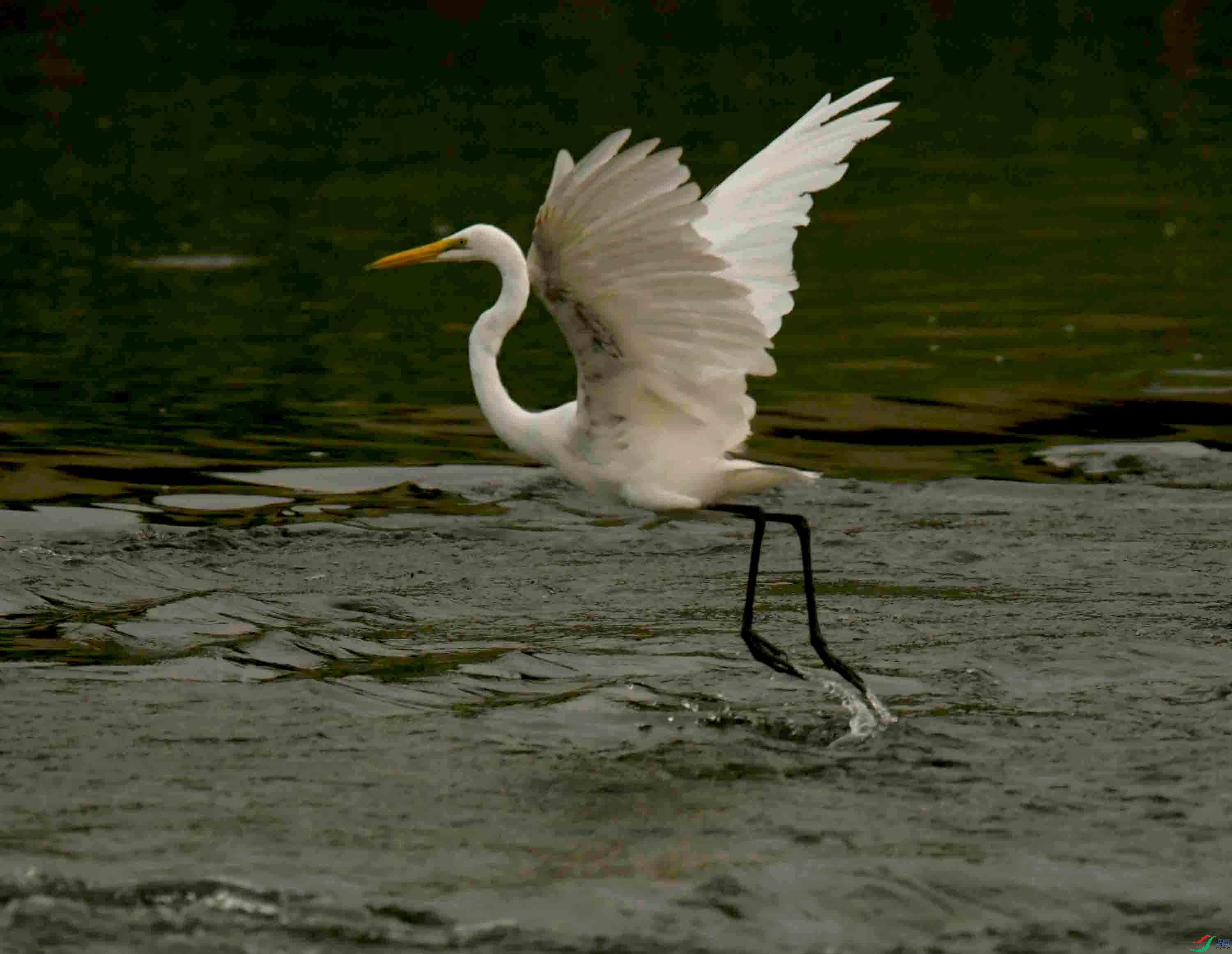 DSC_7686.JPG