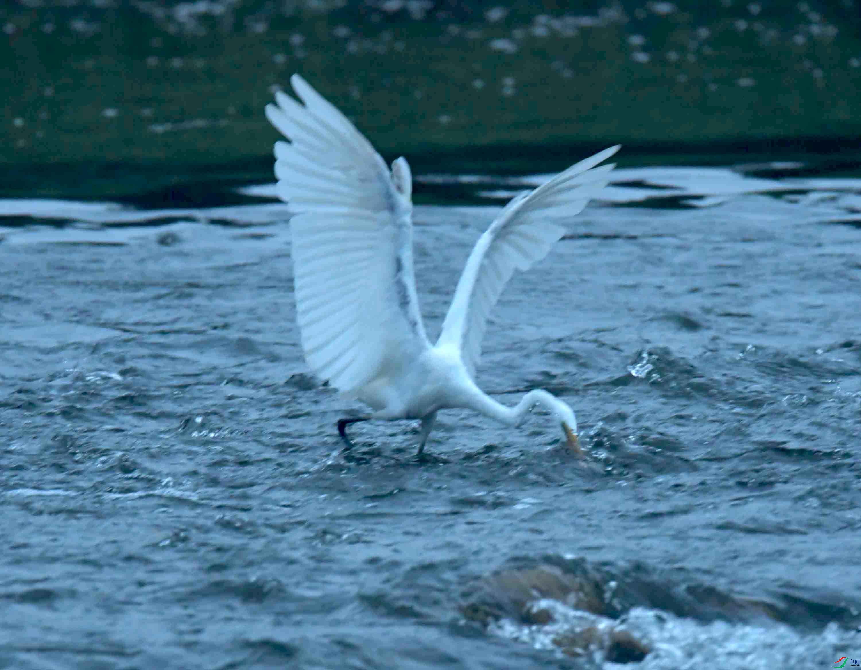 DSC_7885.JPG