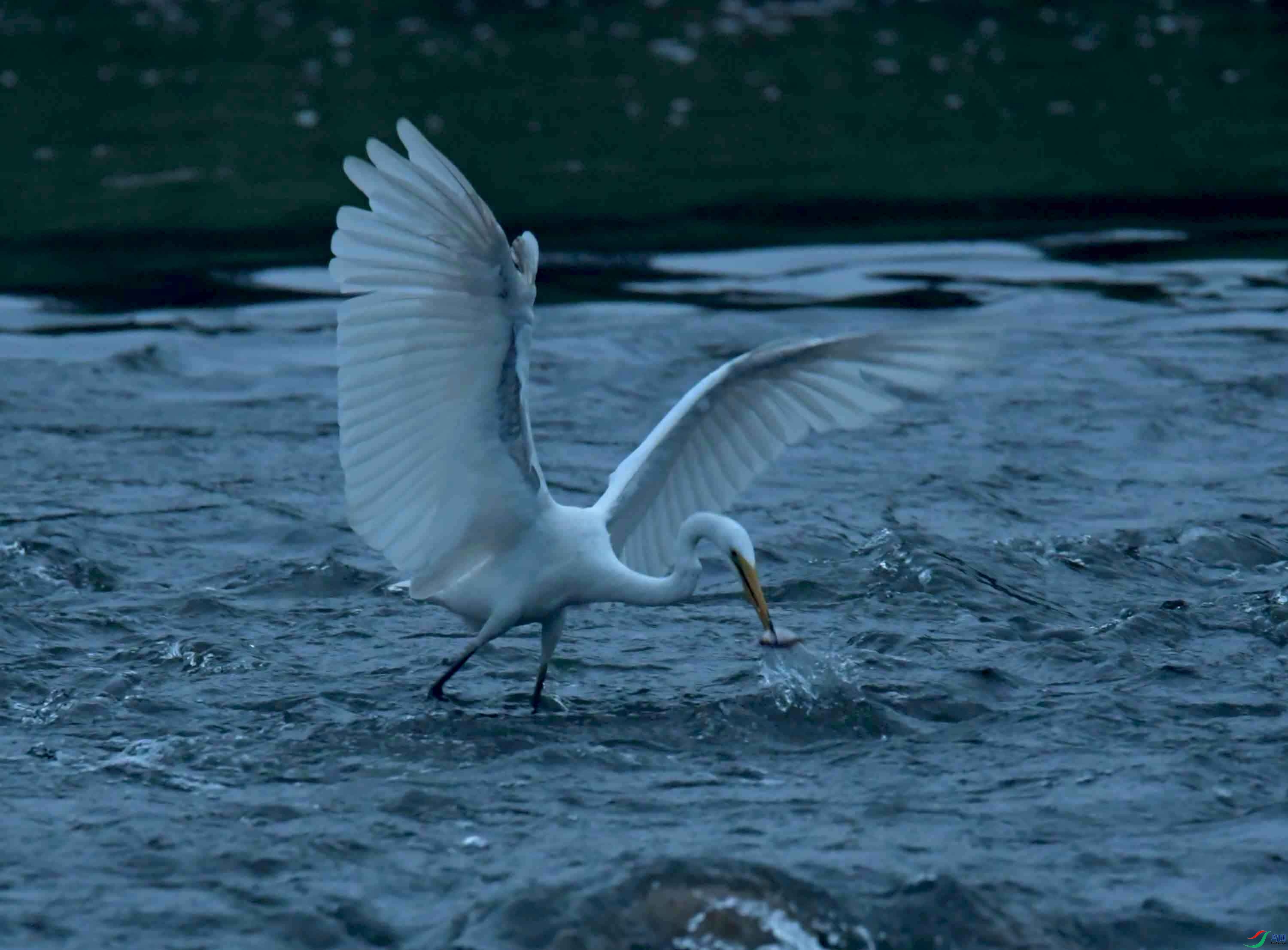 DSC_7886.JPG