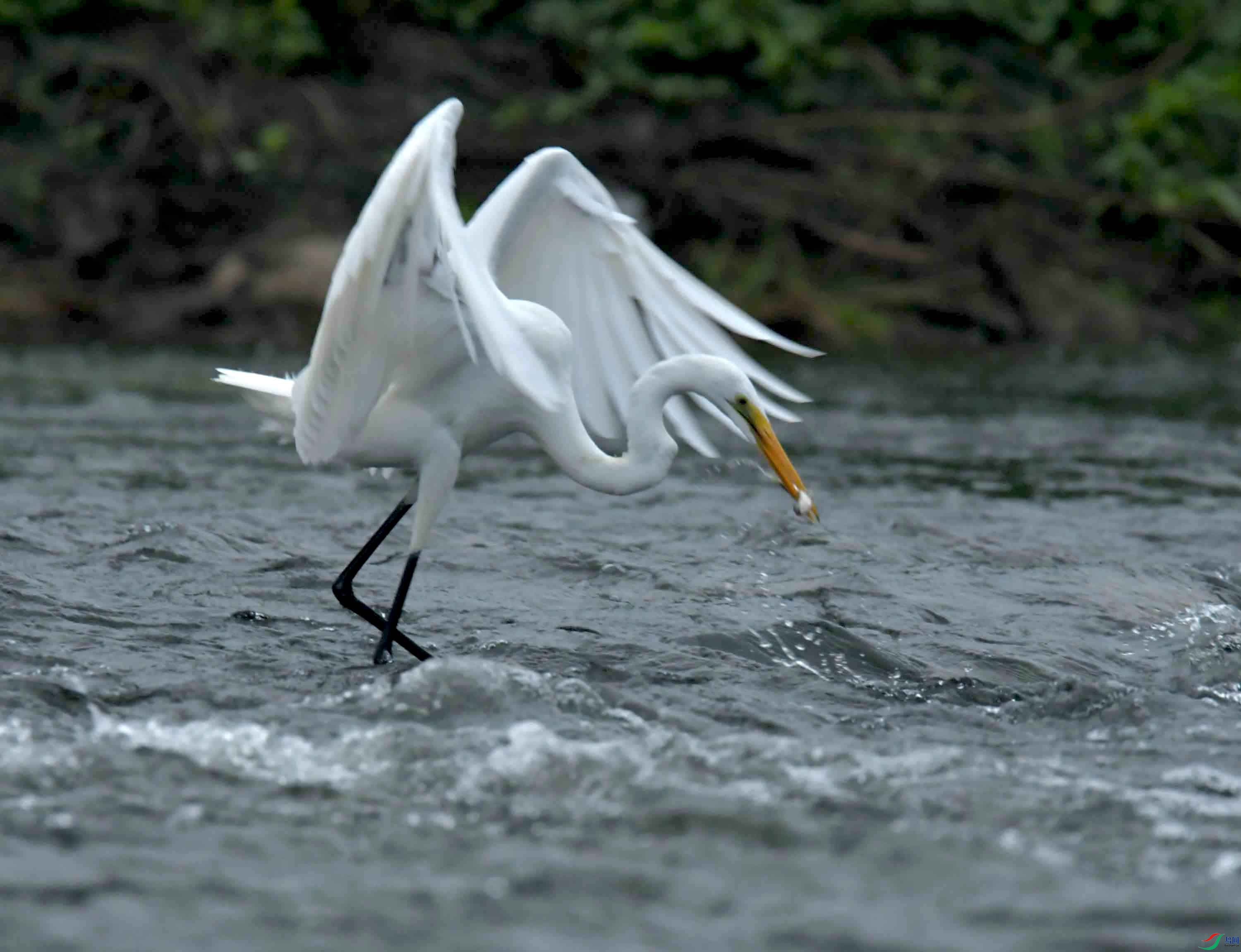 DSC_7955.JPG