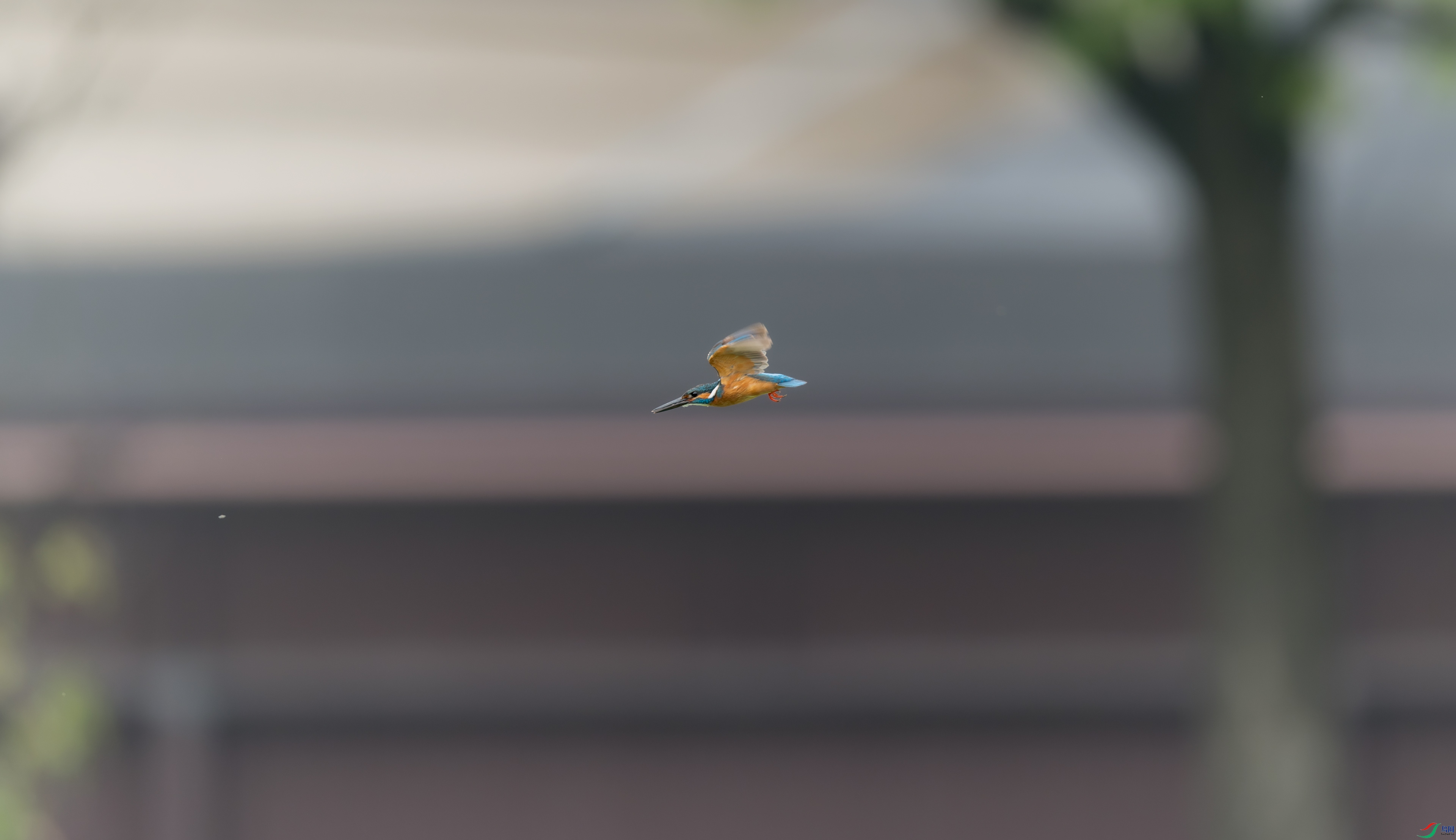DSC_4708-NEF_DxO_DeepPRIME-1.jpg