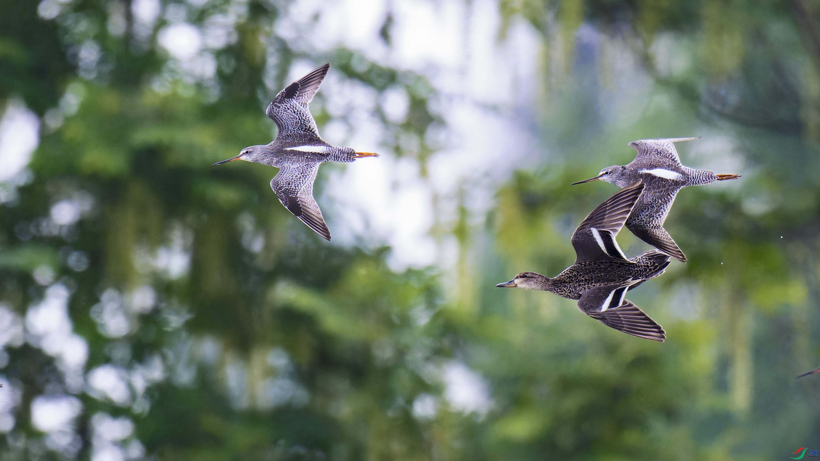 DSC_5460_DxO.jpg