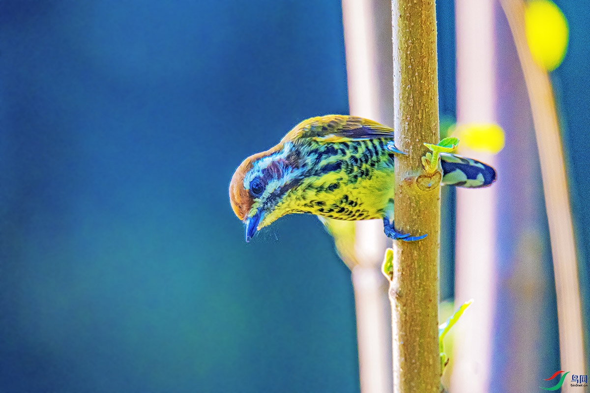 DSC_4471�߼���ľ��.jpg