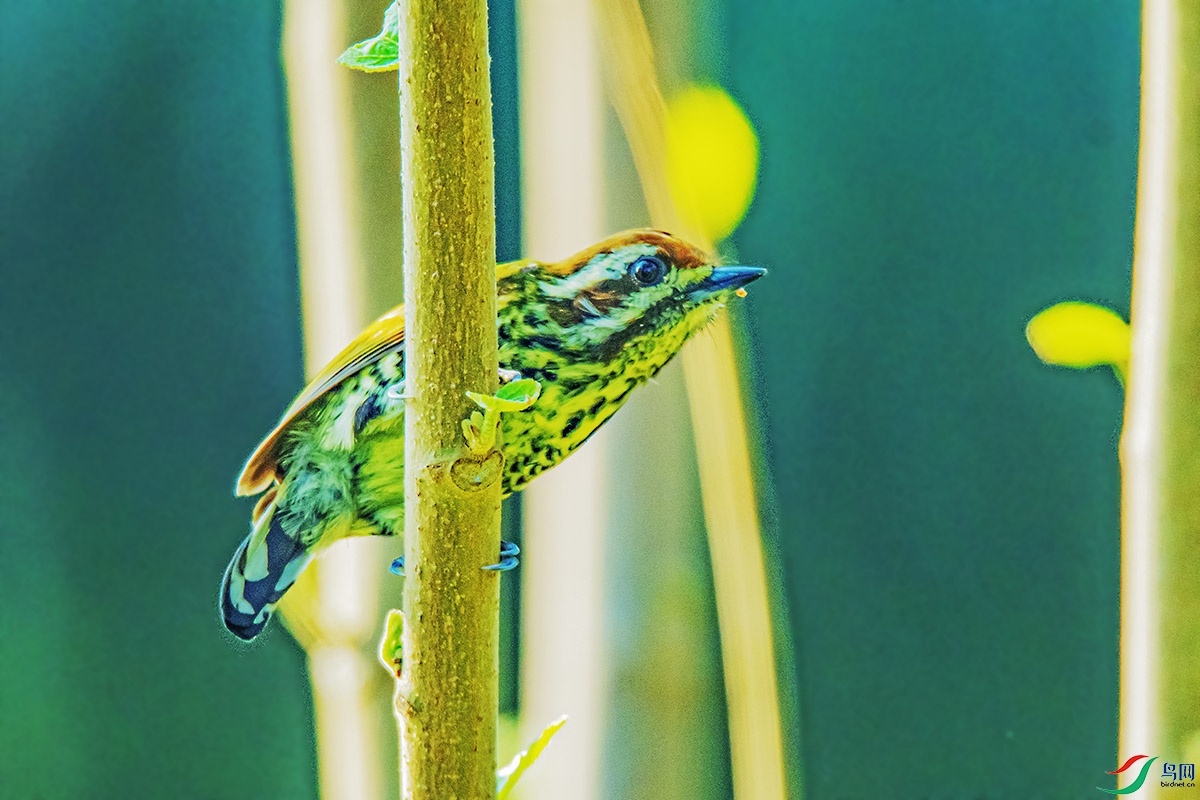 DSC_4477-����ǿ.jpg