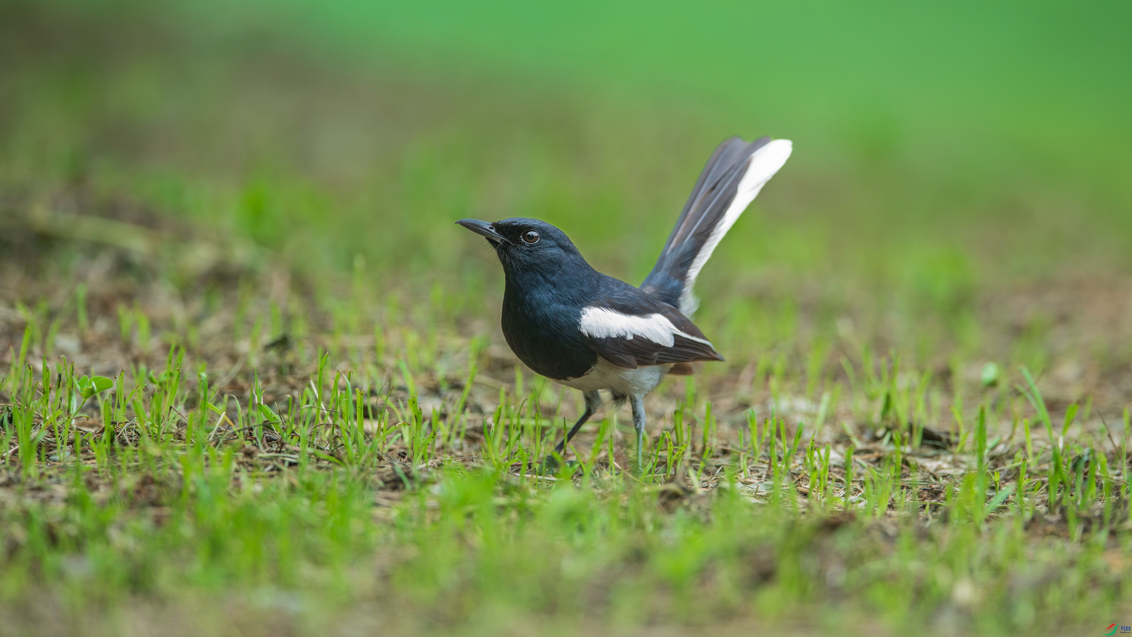 DSC_4702.jpg