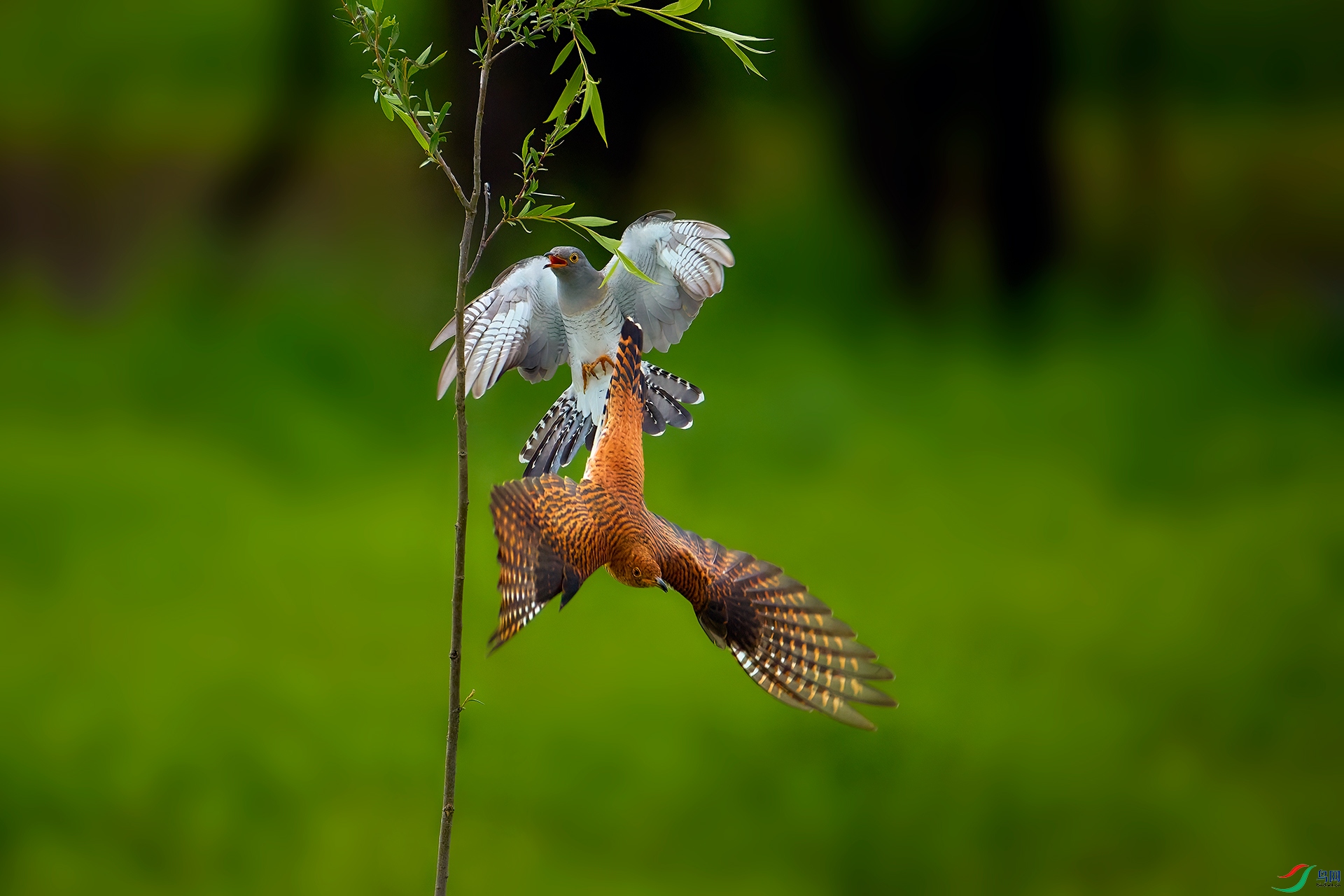 _90A6463-1-HZW.jpg