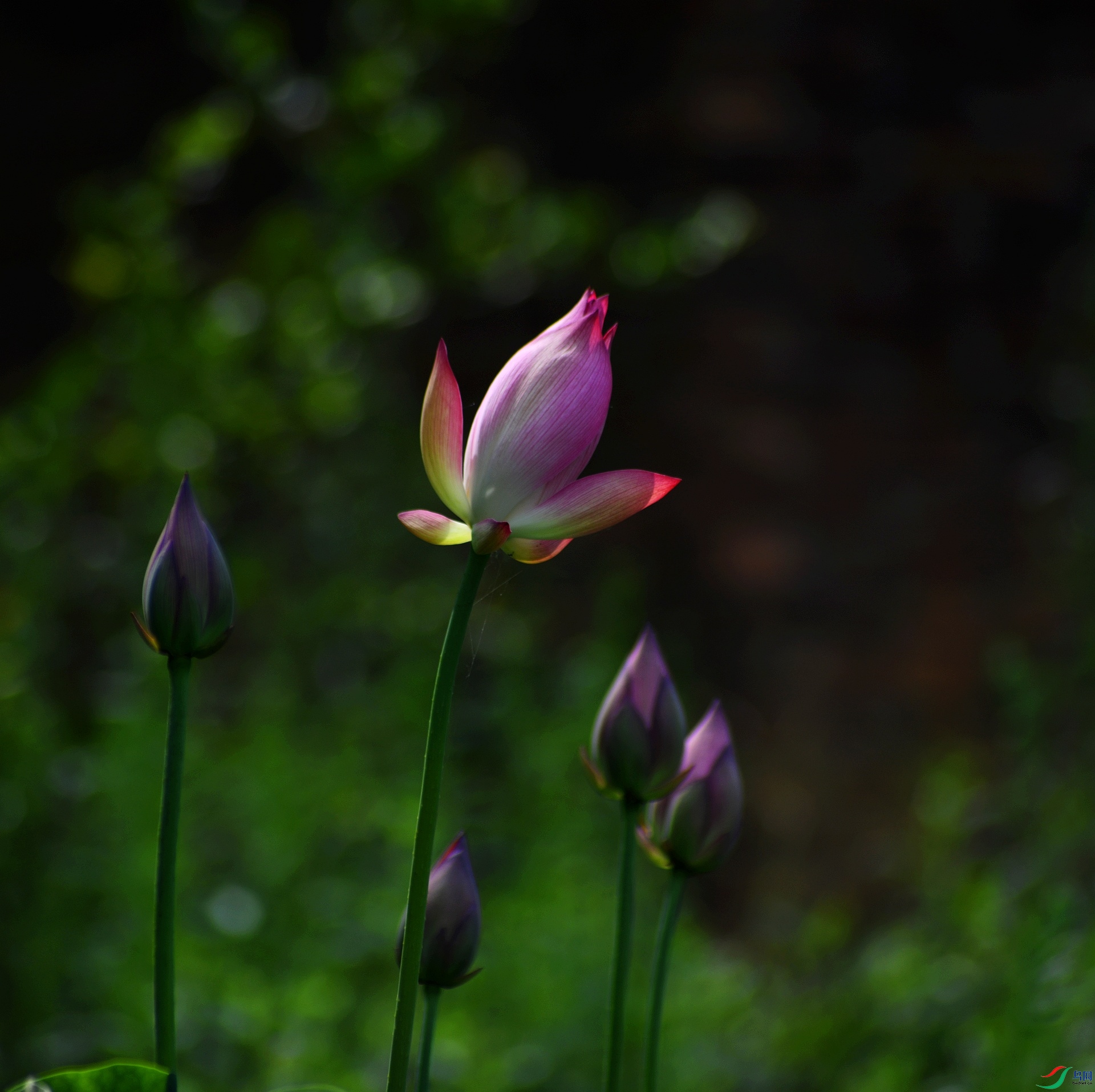 DSC_4815.jpg