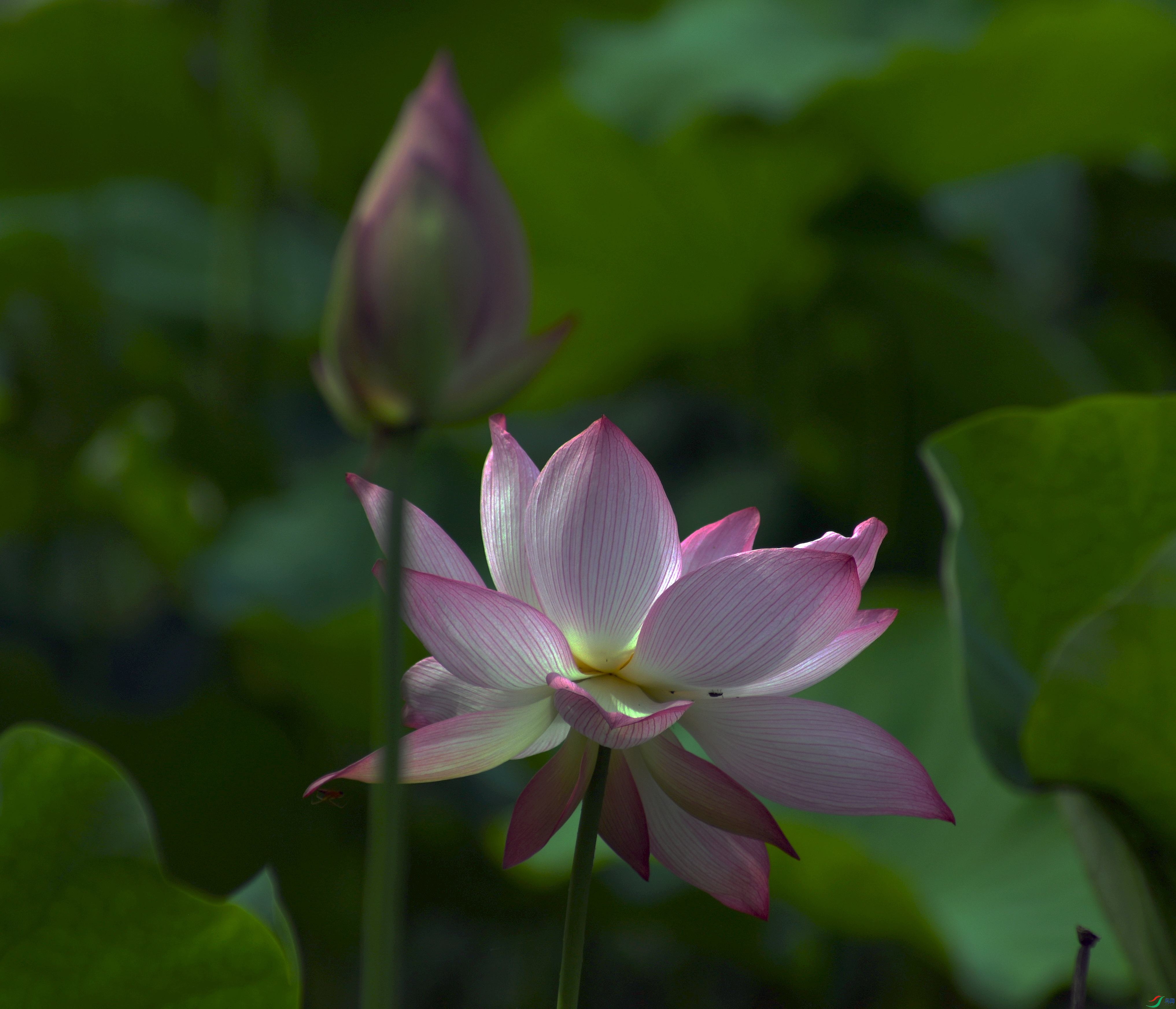 DSC_4812.jpg