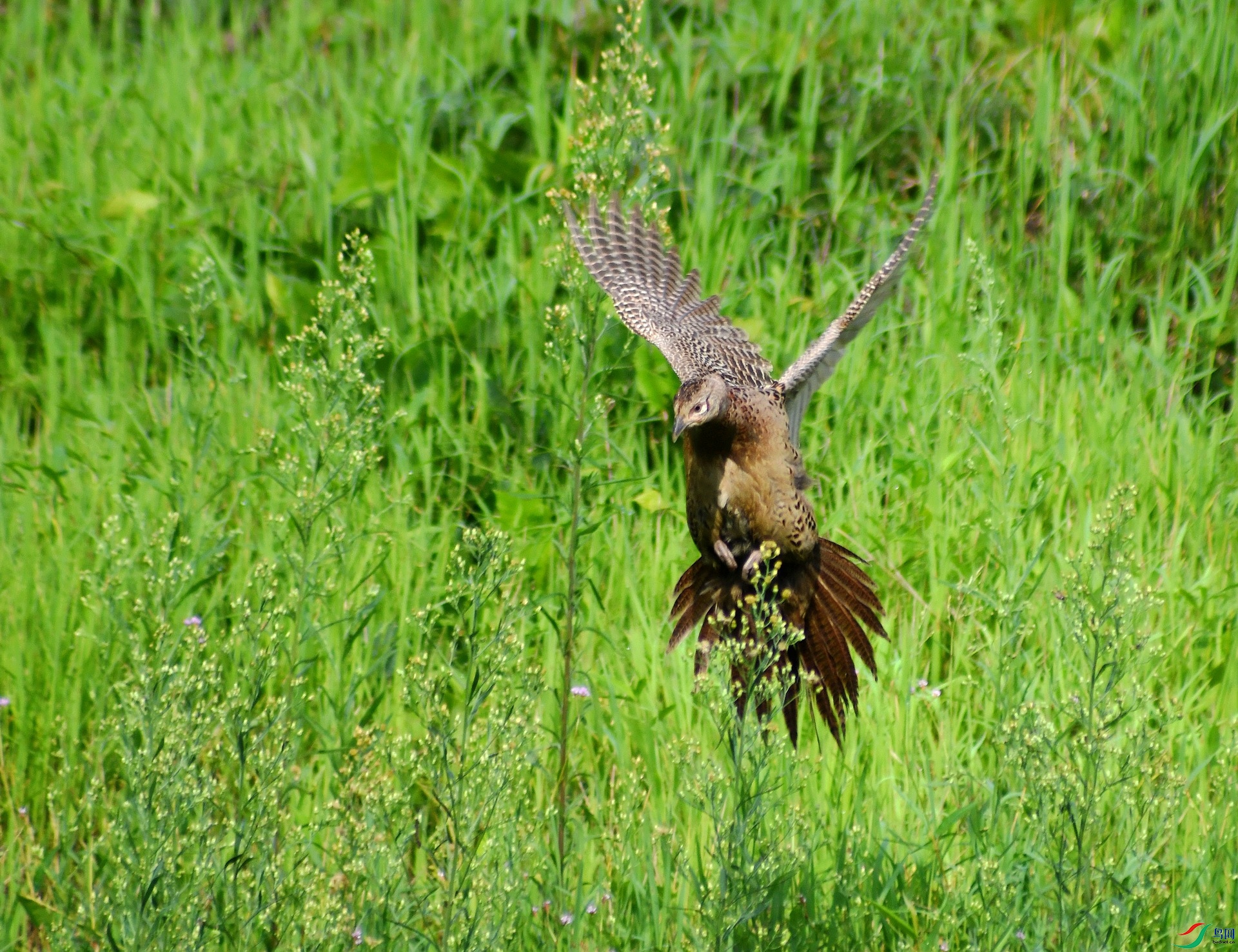DSC_4790.jpg