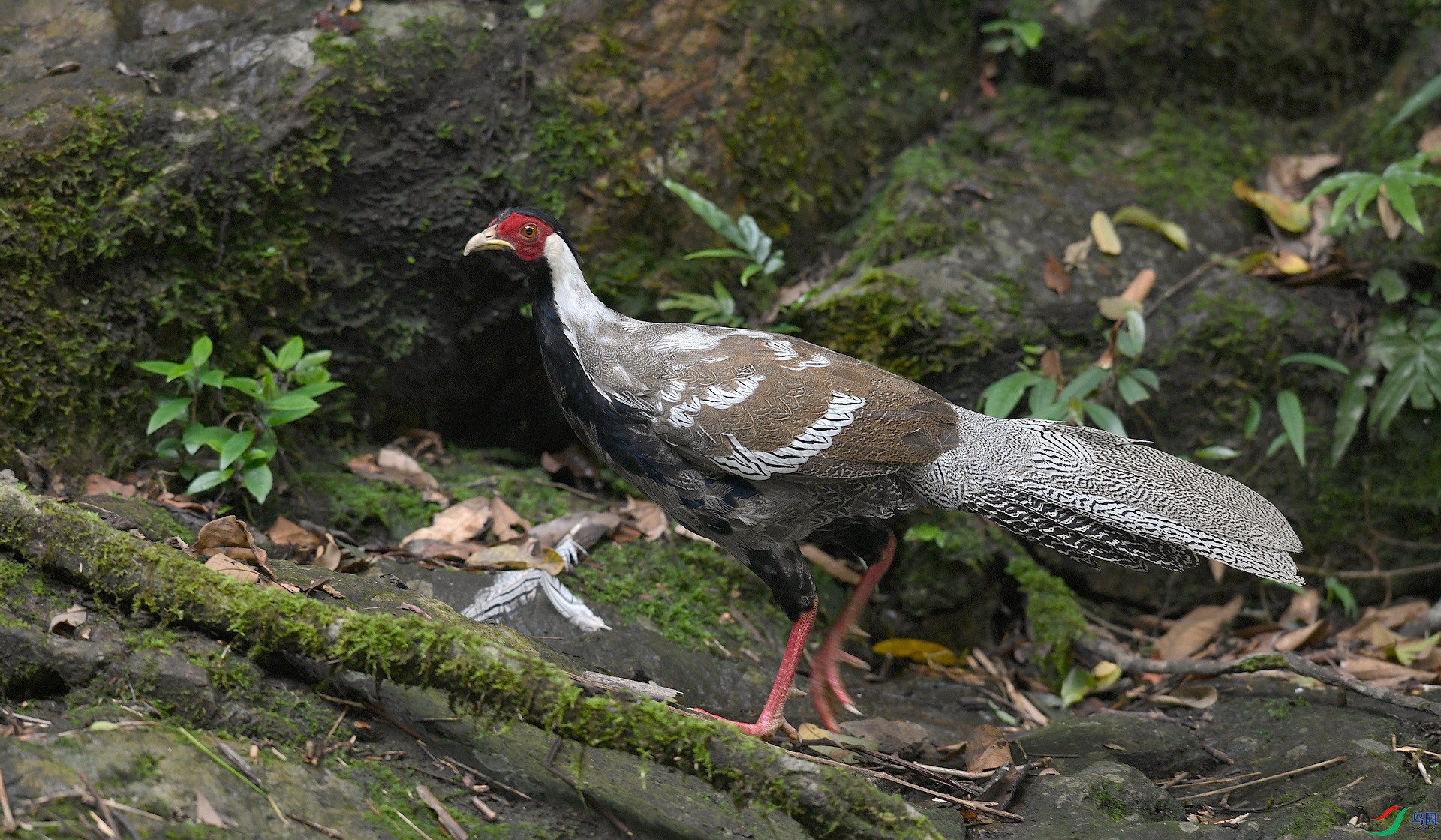 DSC_2713.jpg