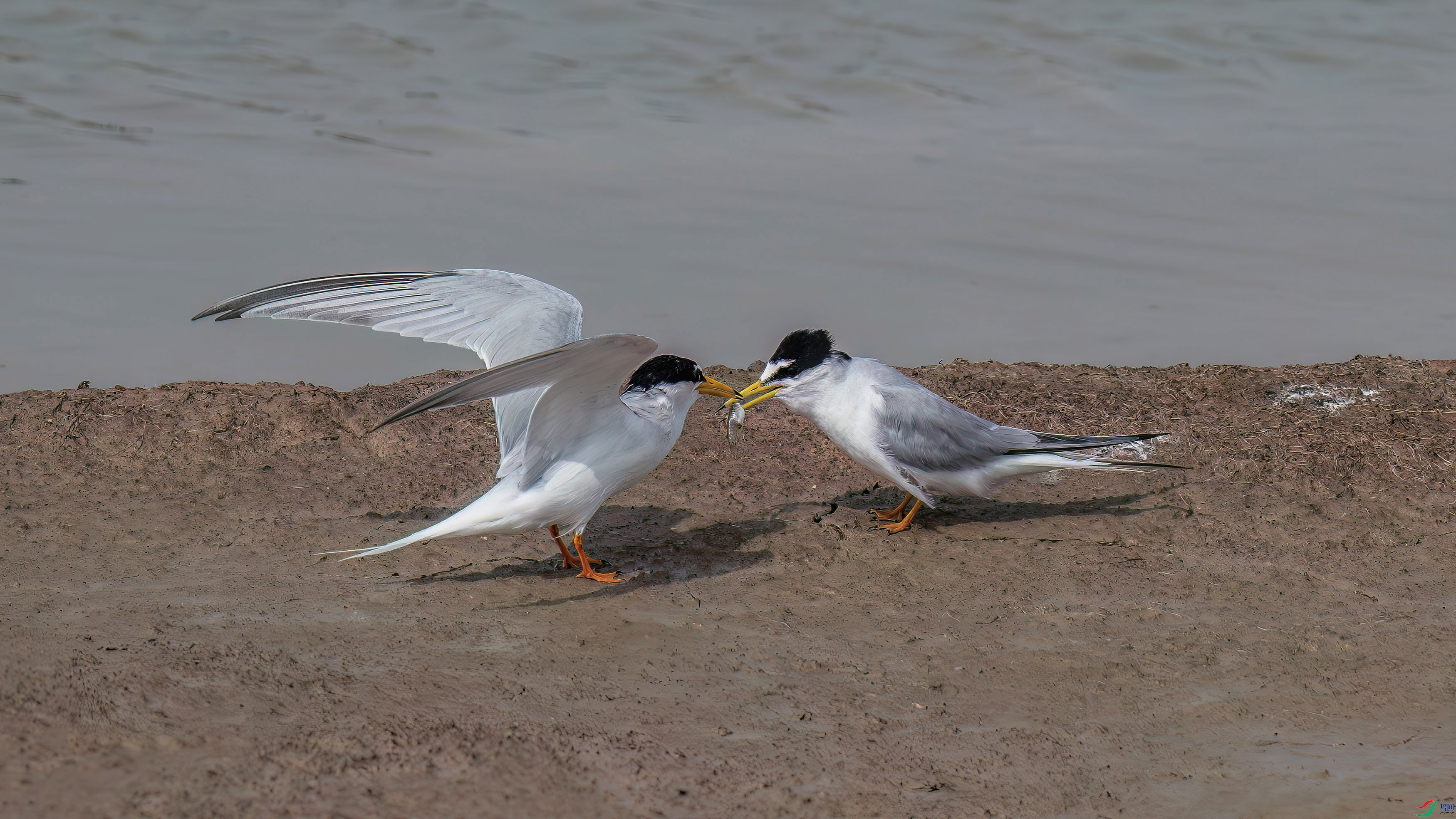 DSC_0311.jpg
