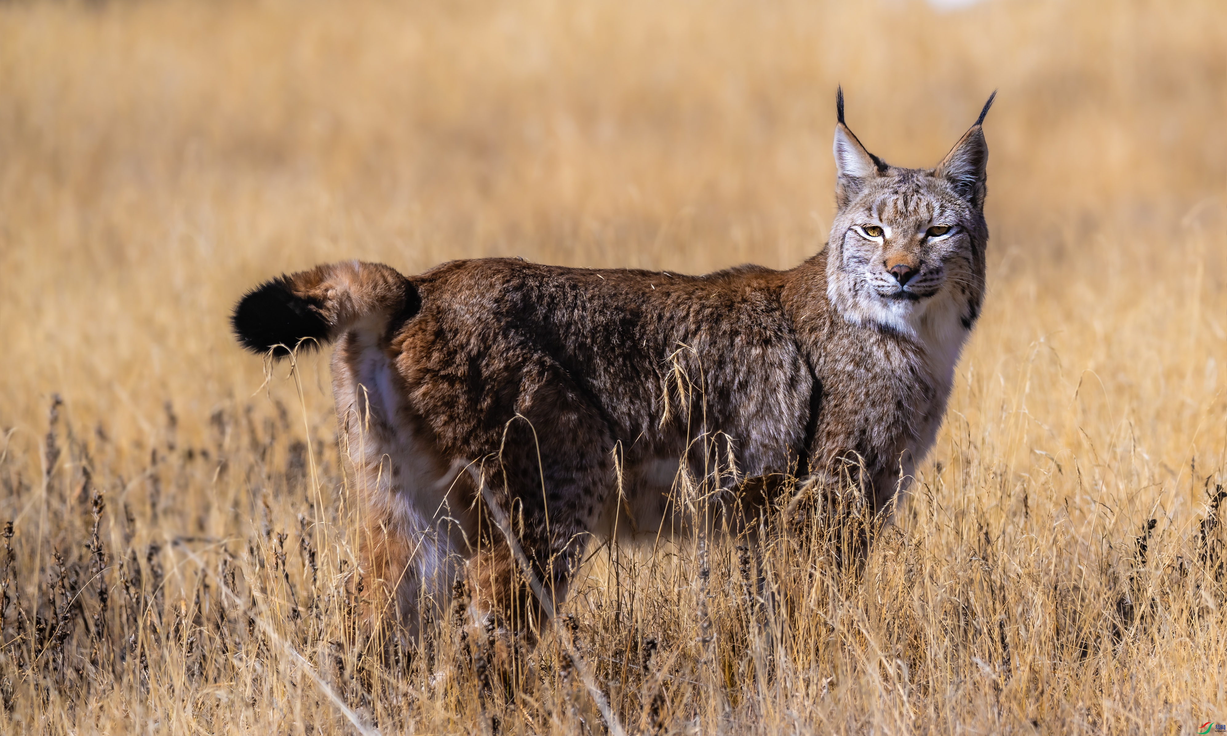 DSC_4612.jpg