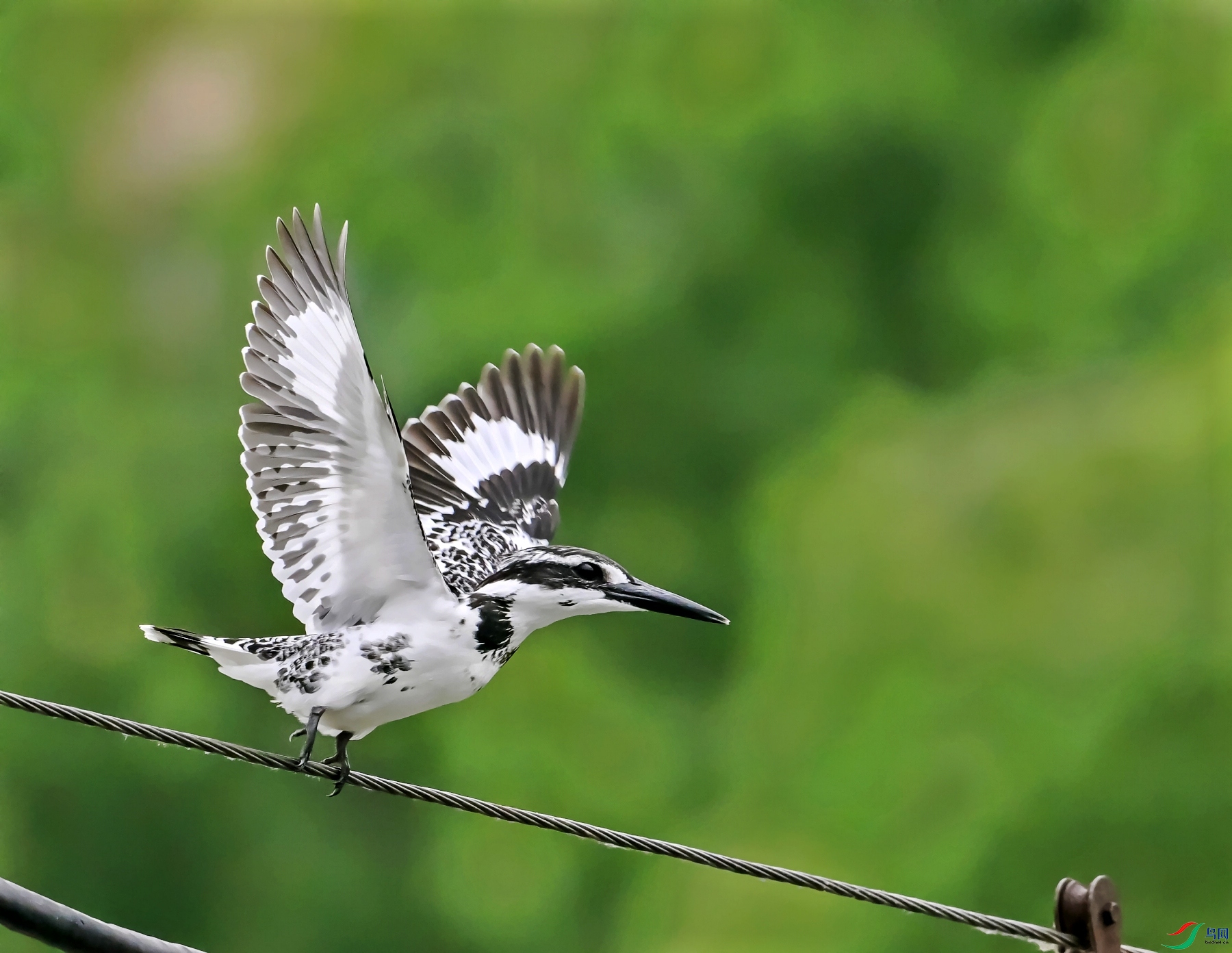 DSC_2369---_conew1.jpg