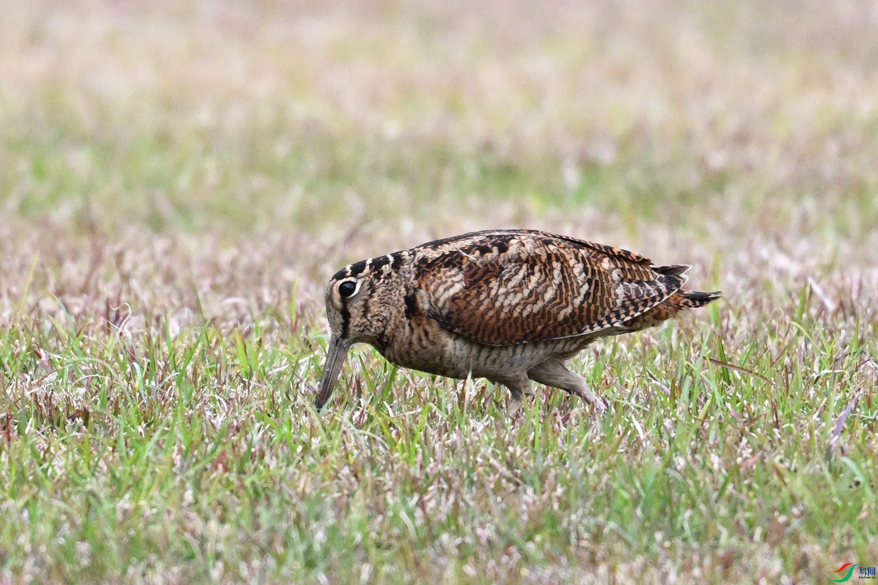 DSC_8839.JPG