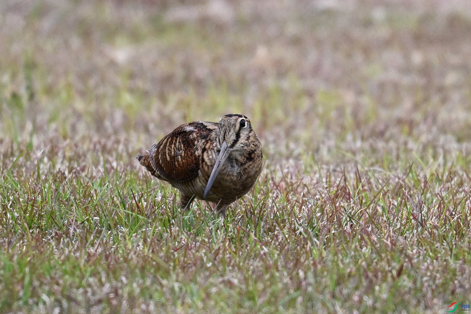 DSC_8802.JPG