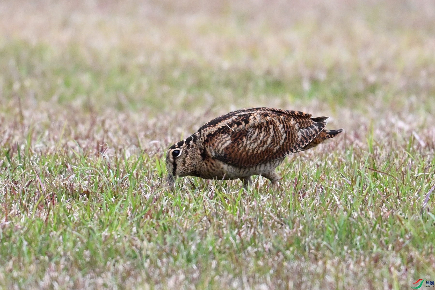 DSC_8843.JPG