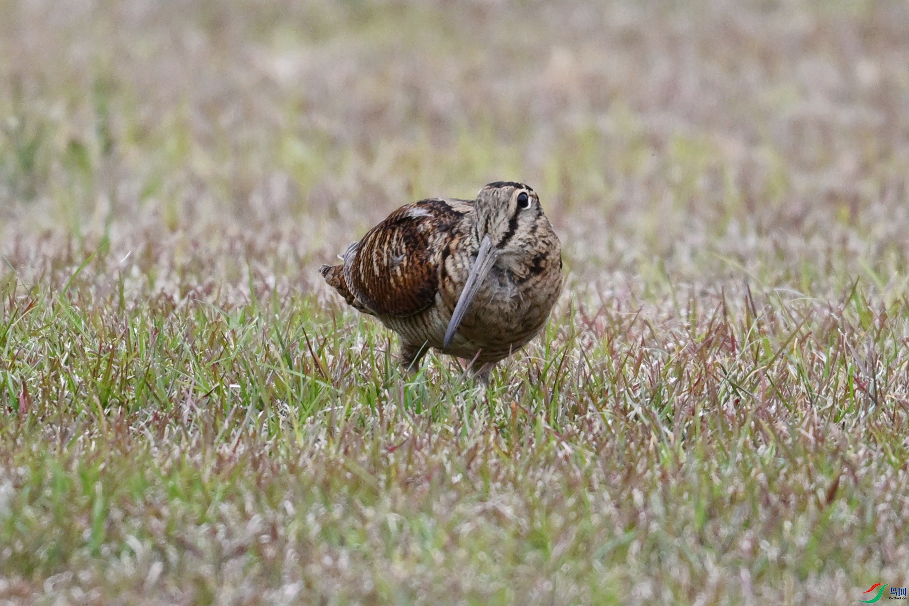 DSC_8807.JPG