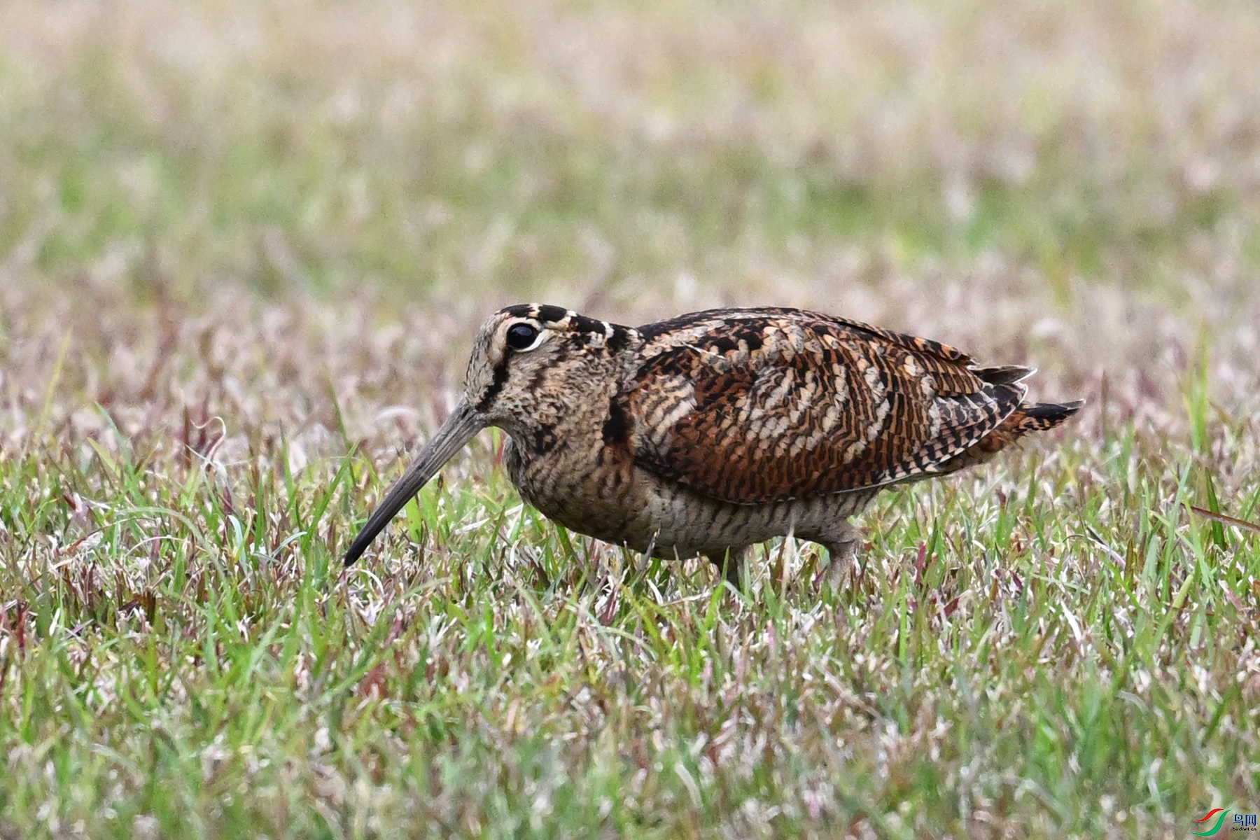 DSC_8846.JPG
