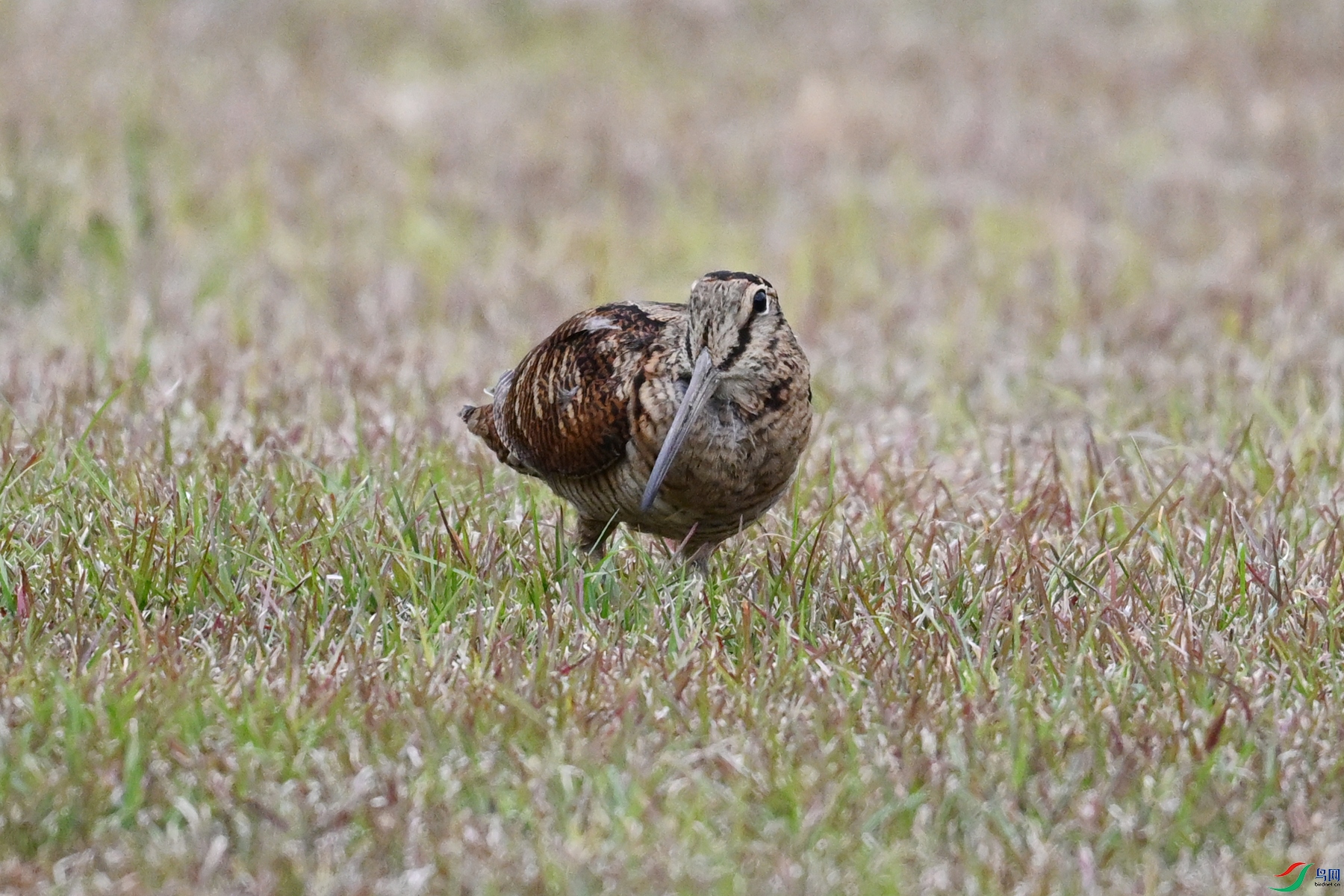 DSC_8810.JPG