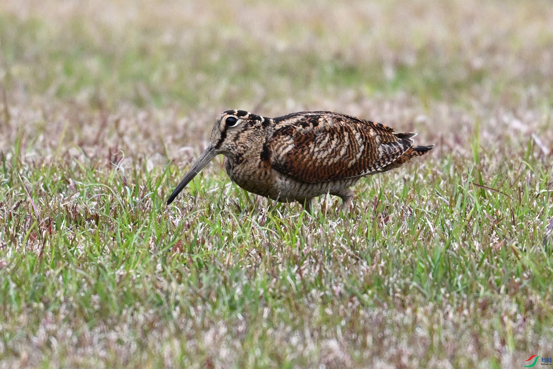 DSC_8848.JPG