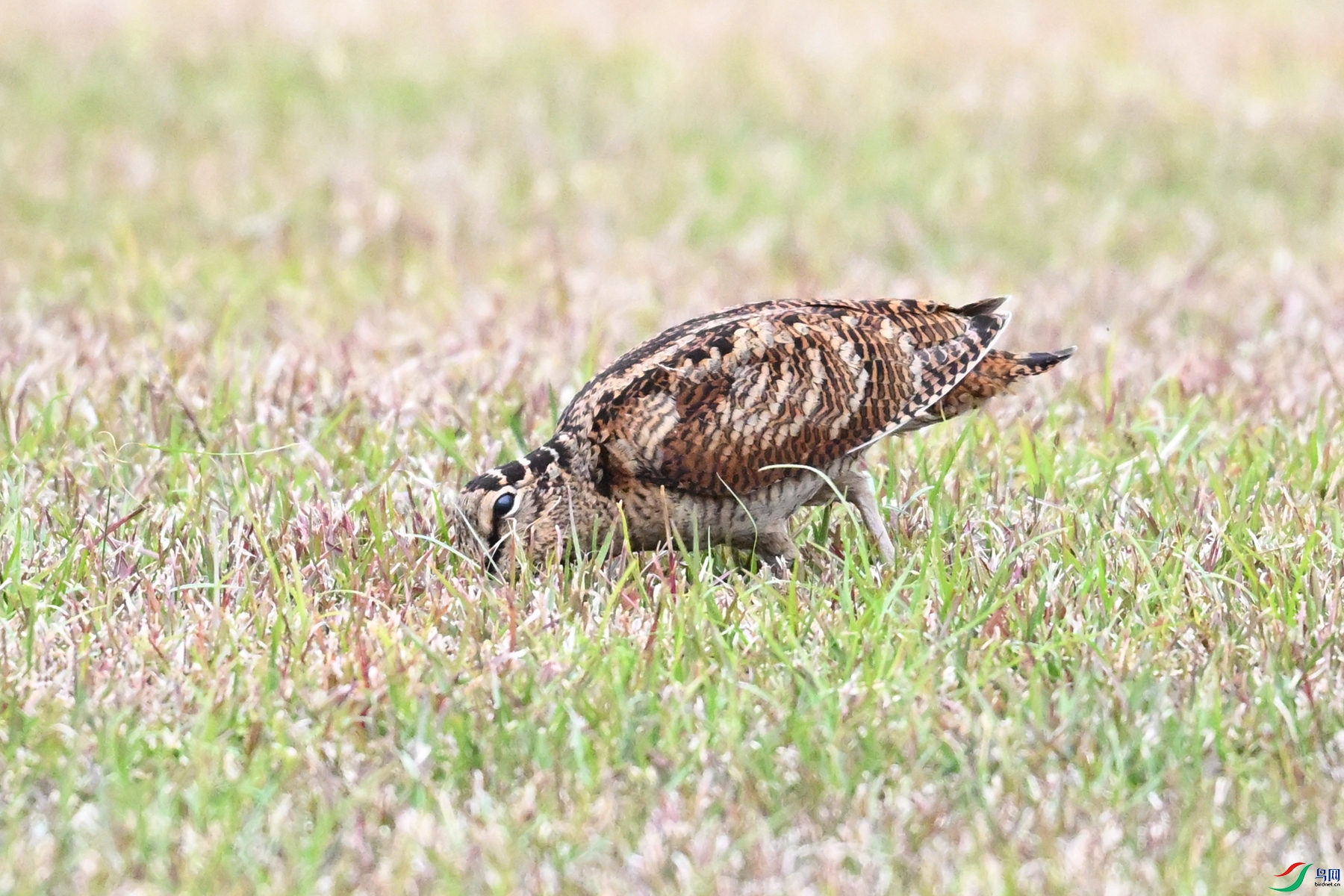 DSC_8851.JPG