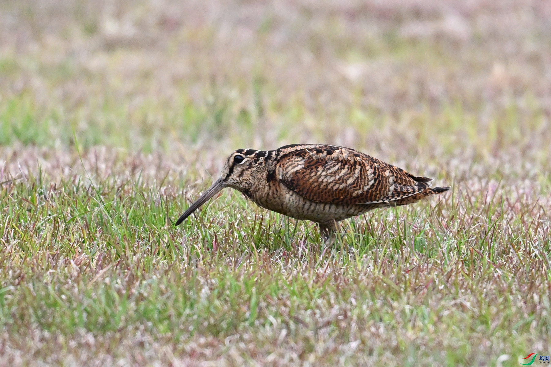 DSC_8820.JPG