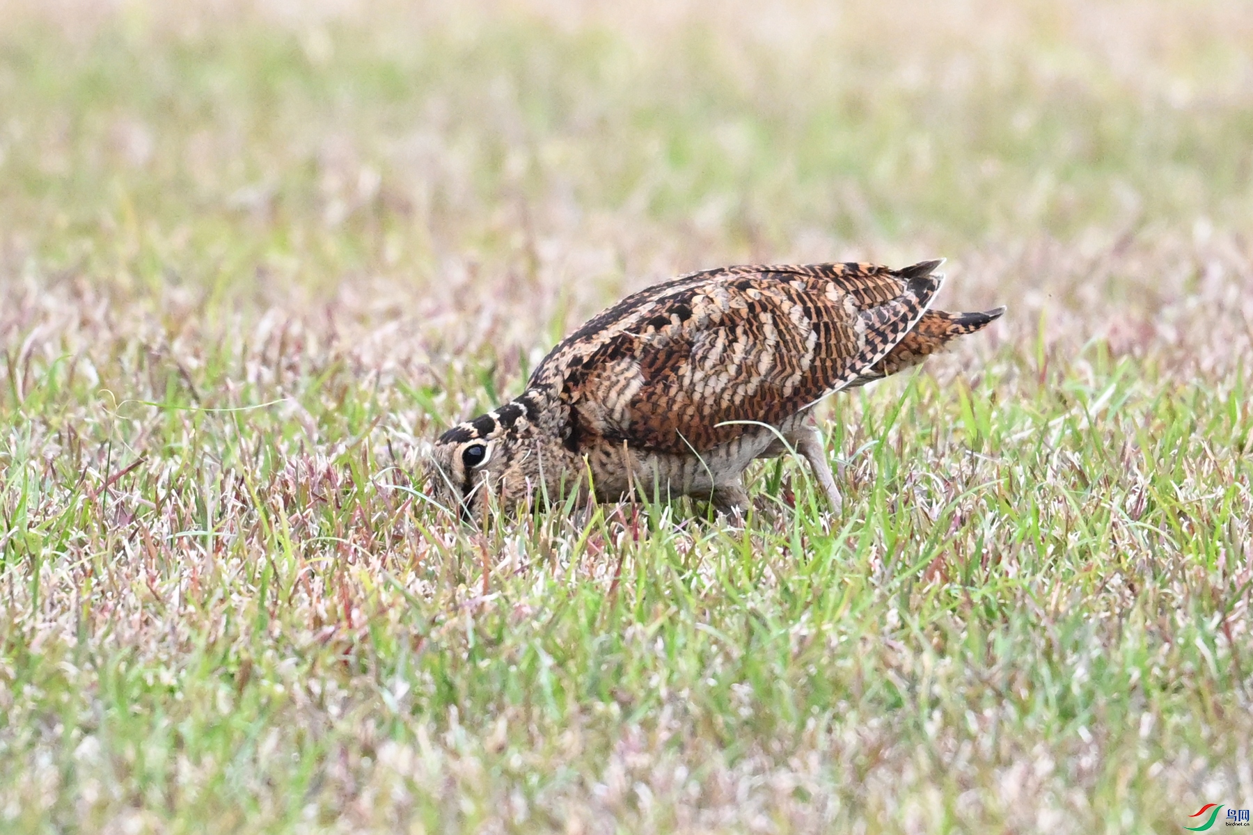 DSC_8852.JPG