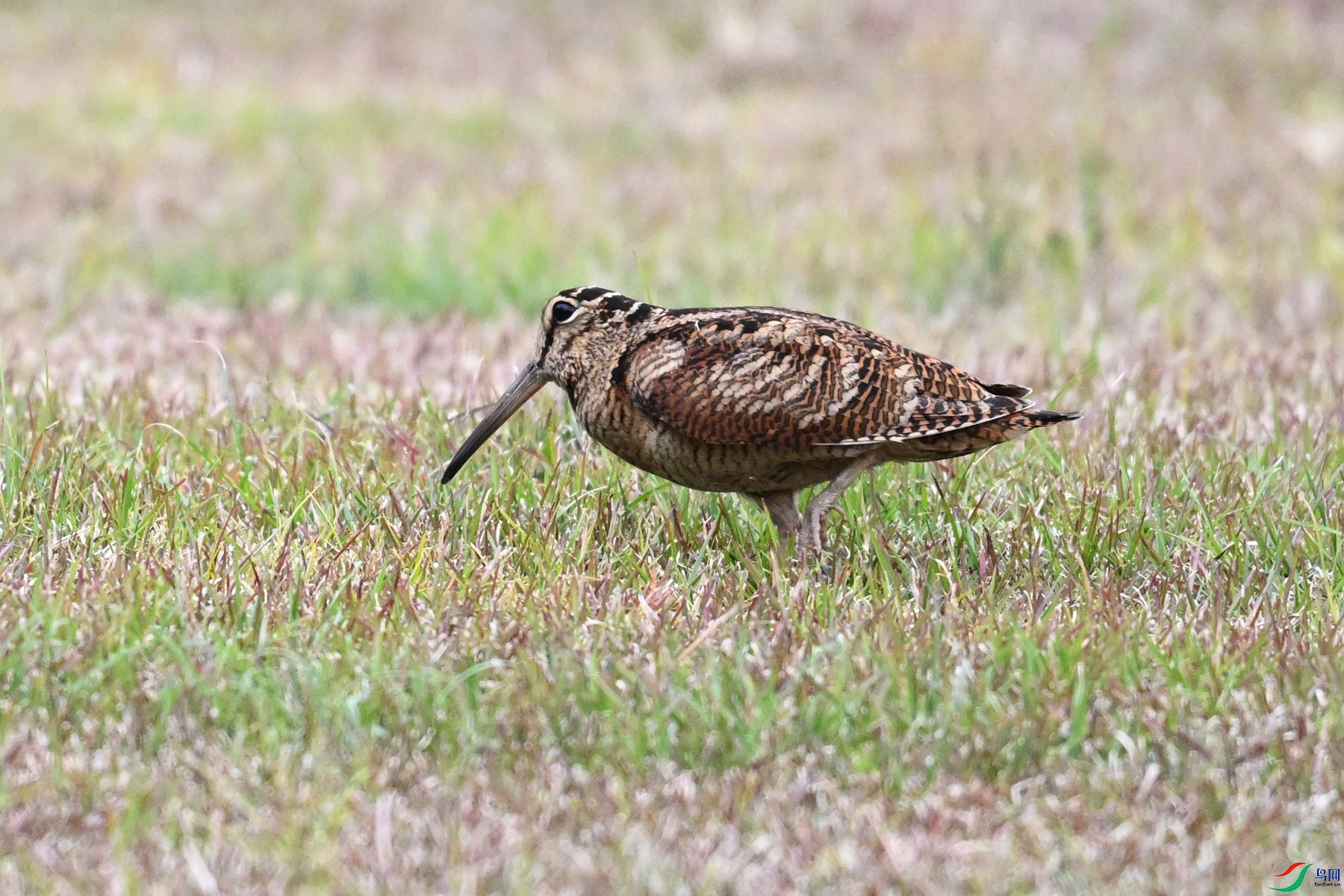 DSC_8825.JPG