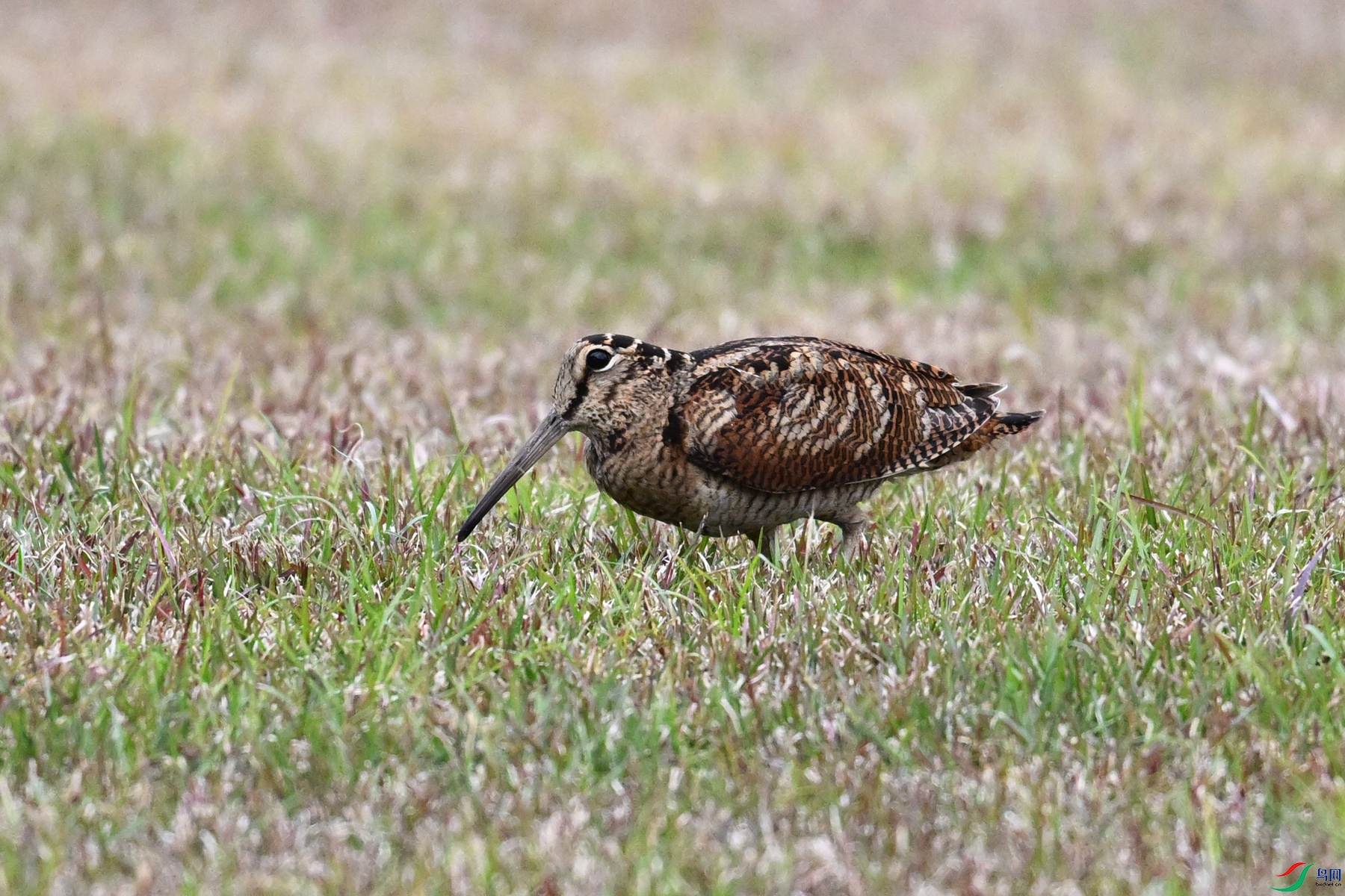 DSC_8847.JPG