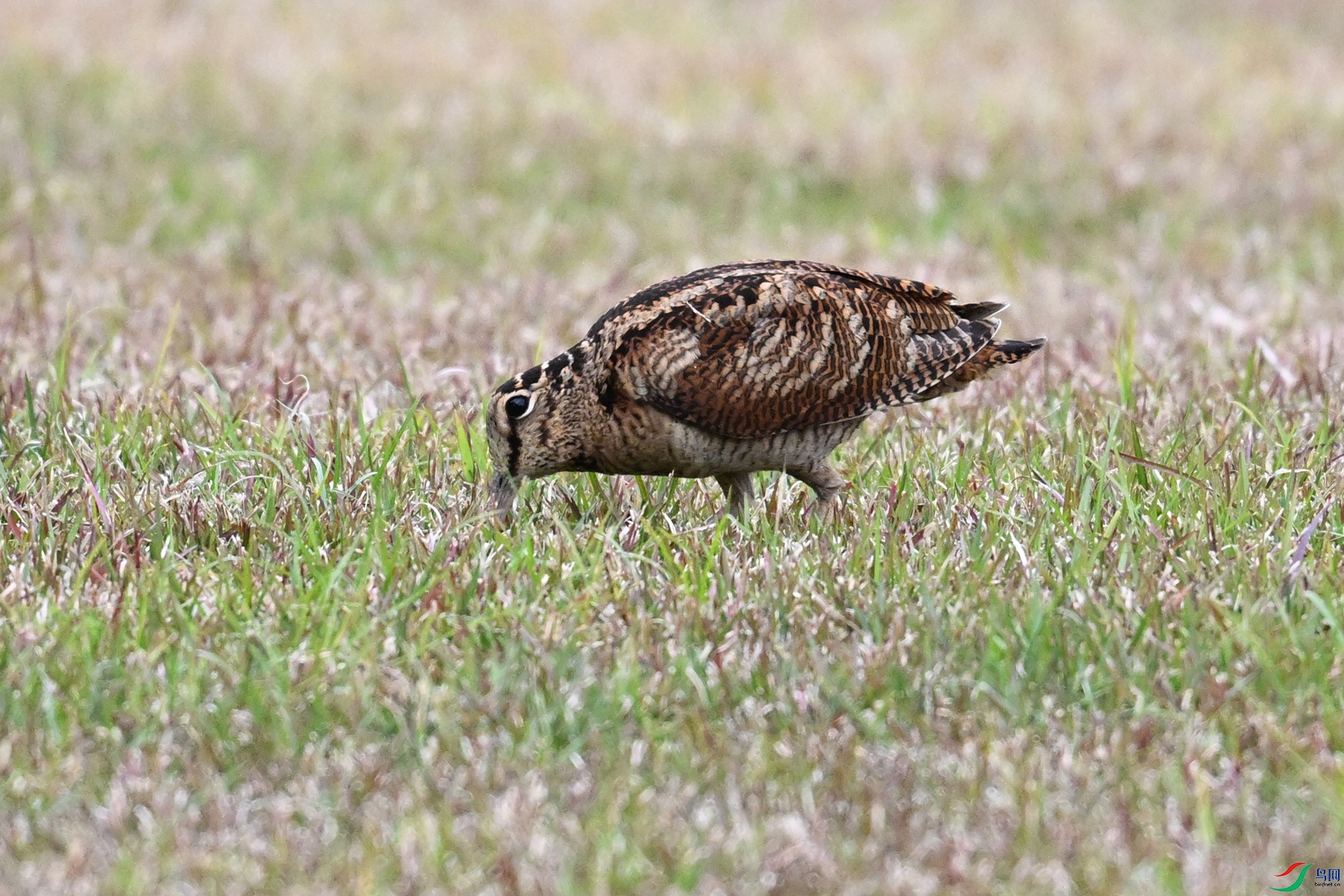 DSC_8844.JPG