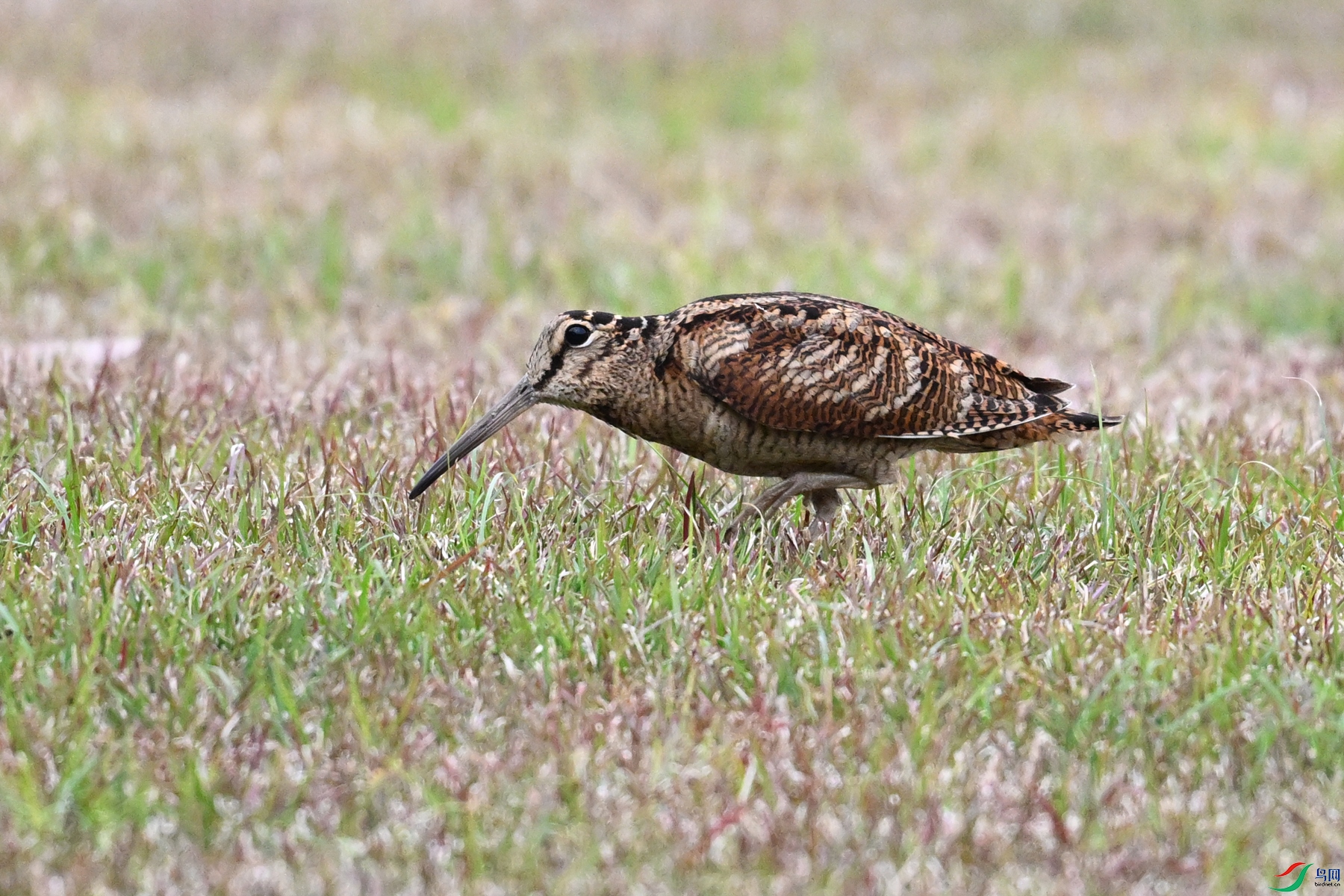 DSC_8830.JPG