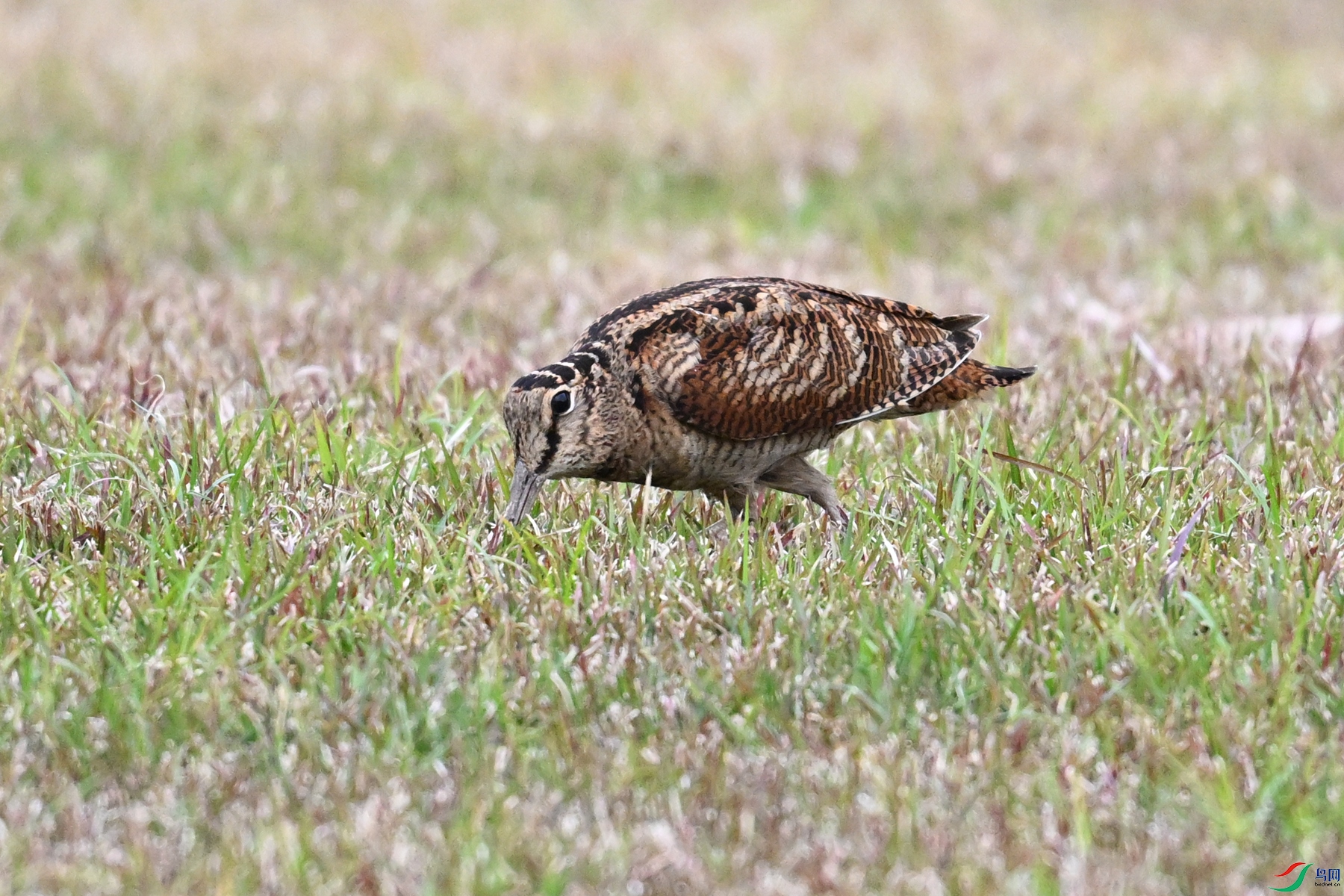 DSC_8834.JPG