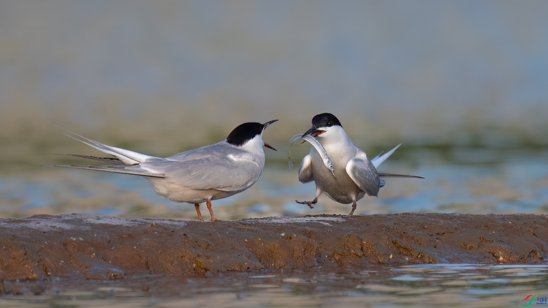 DSC_7180sen2026-5-5-38-�༭.jpg