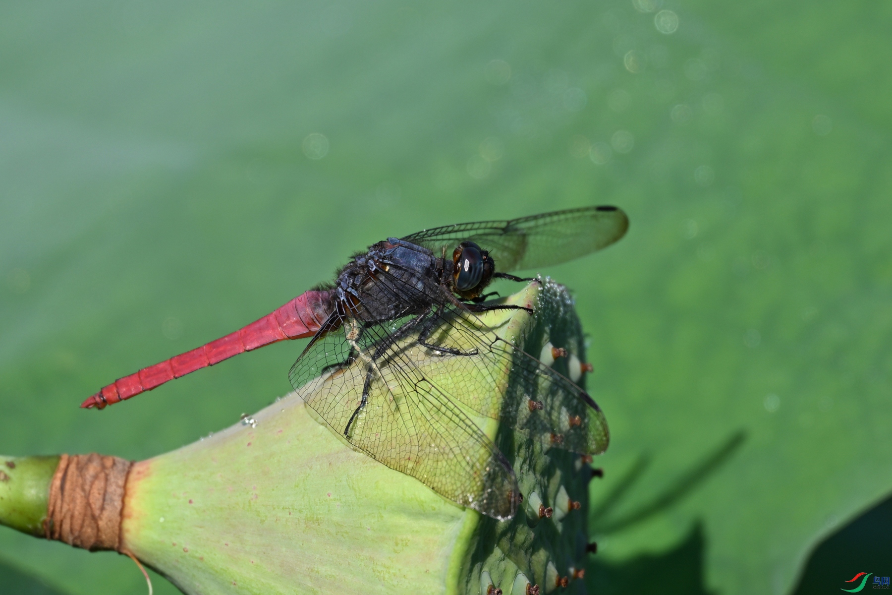 DSC_4180.JPG