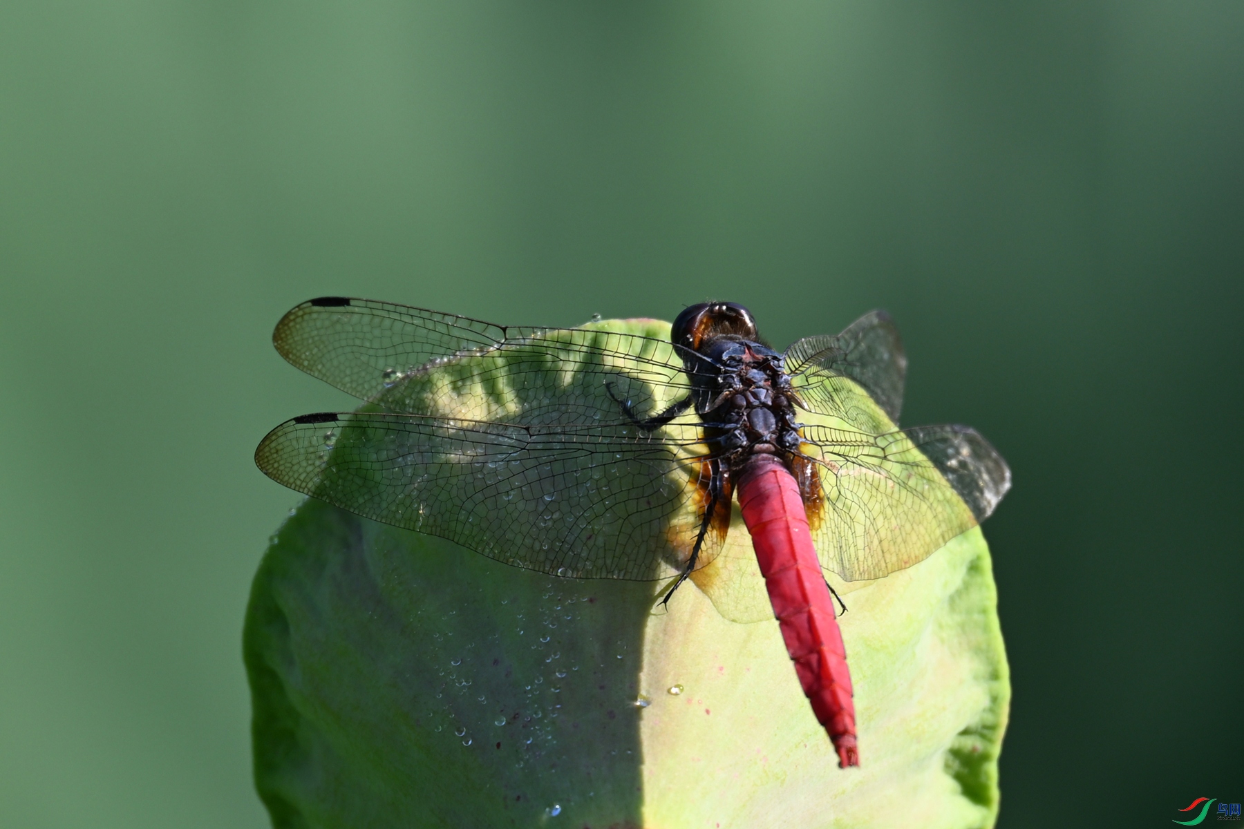 DSC_4189.JPG