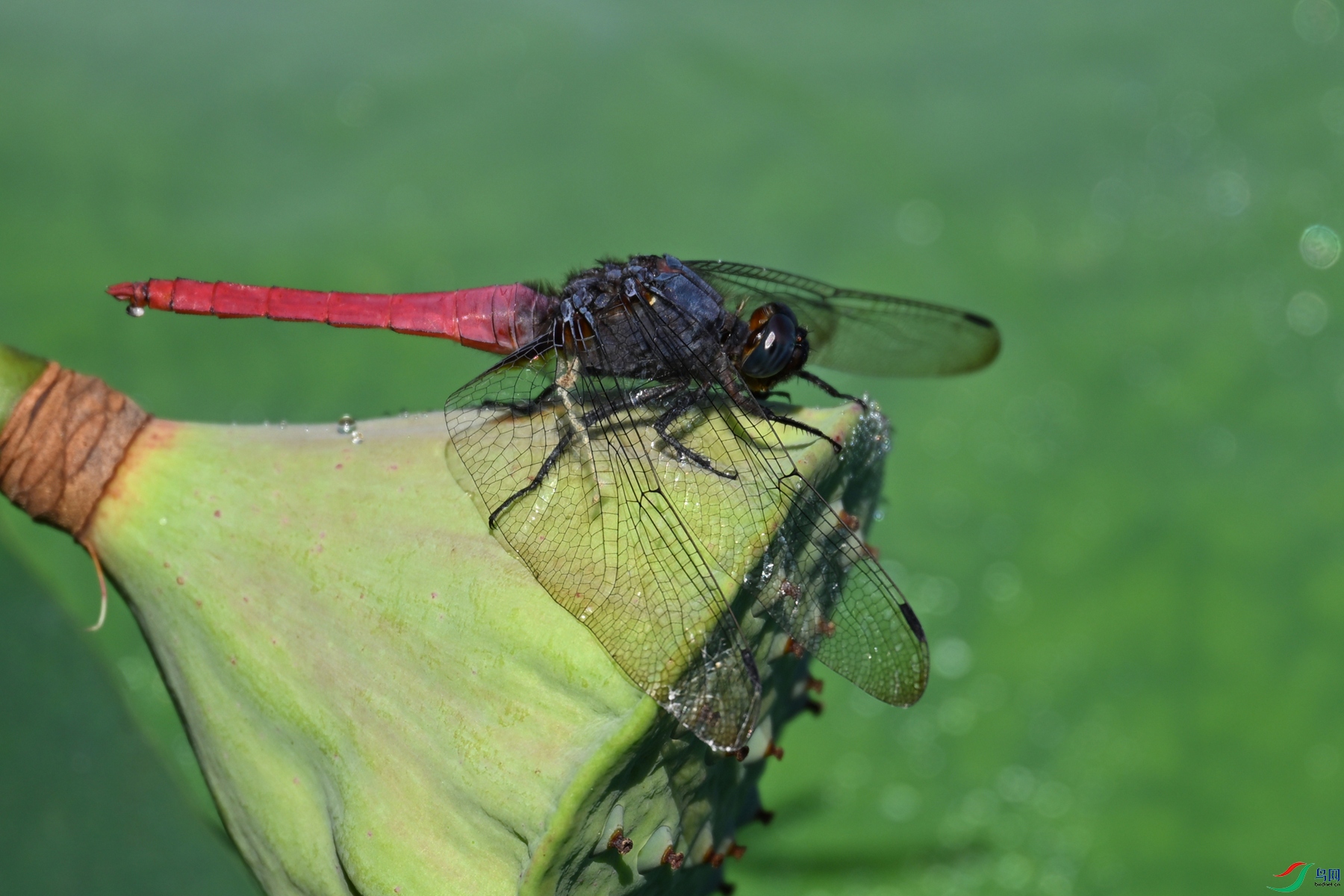 DSC_4182.JPG