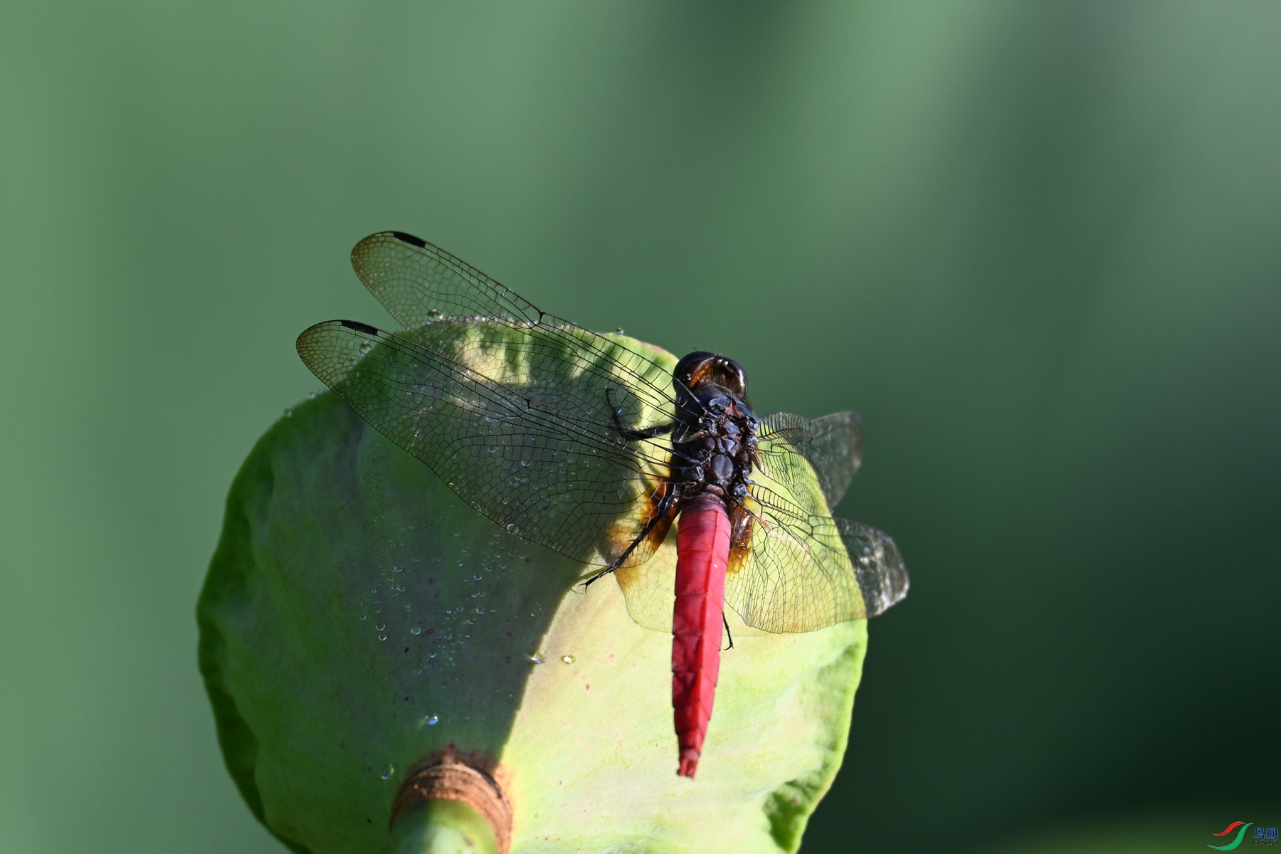 DSC_4190.JPG