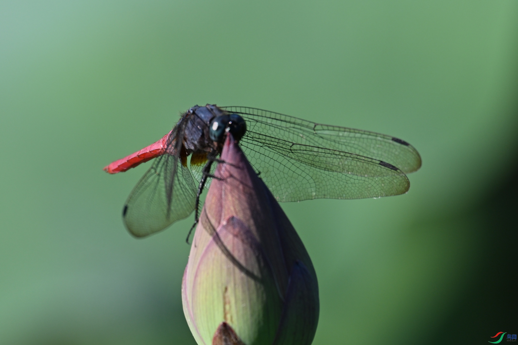 DSC_4205.JPG