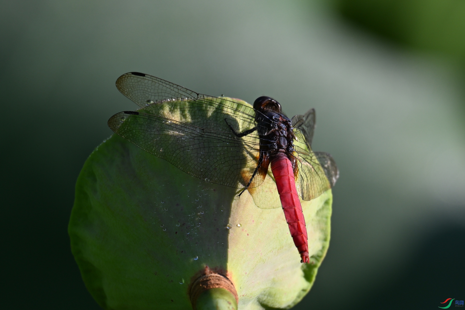 DSC_4191.JPG