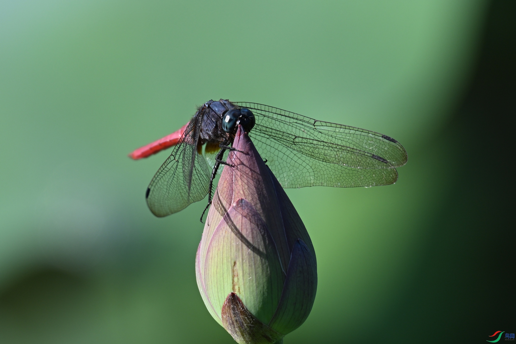 DSC_4208.JPG