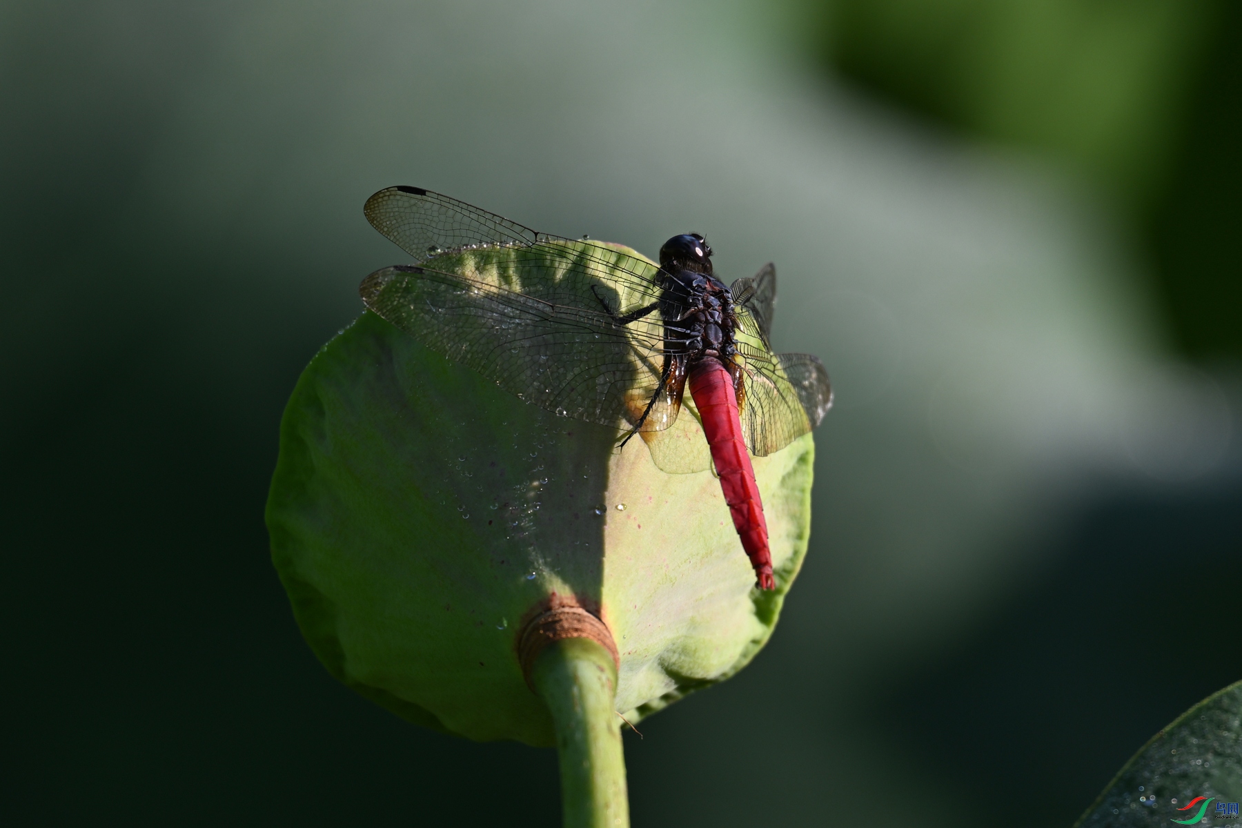 DSC_4193.JPG