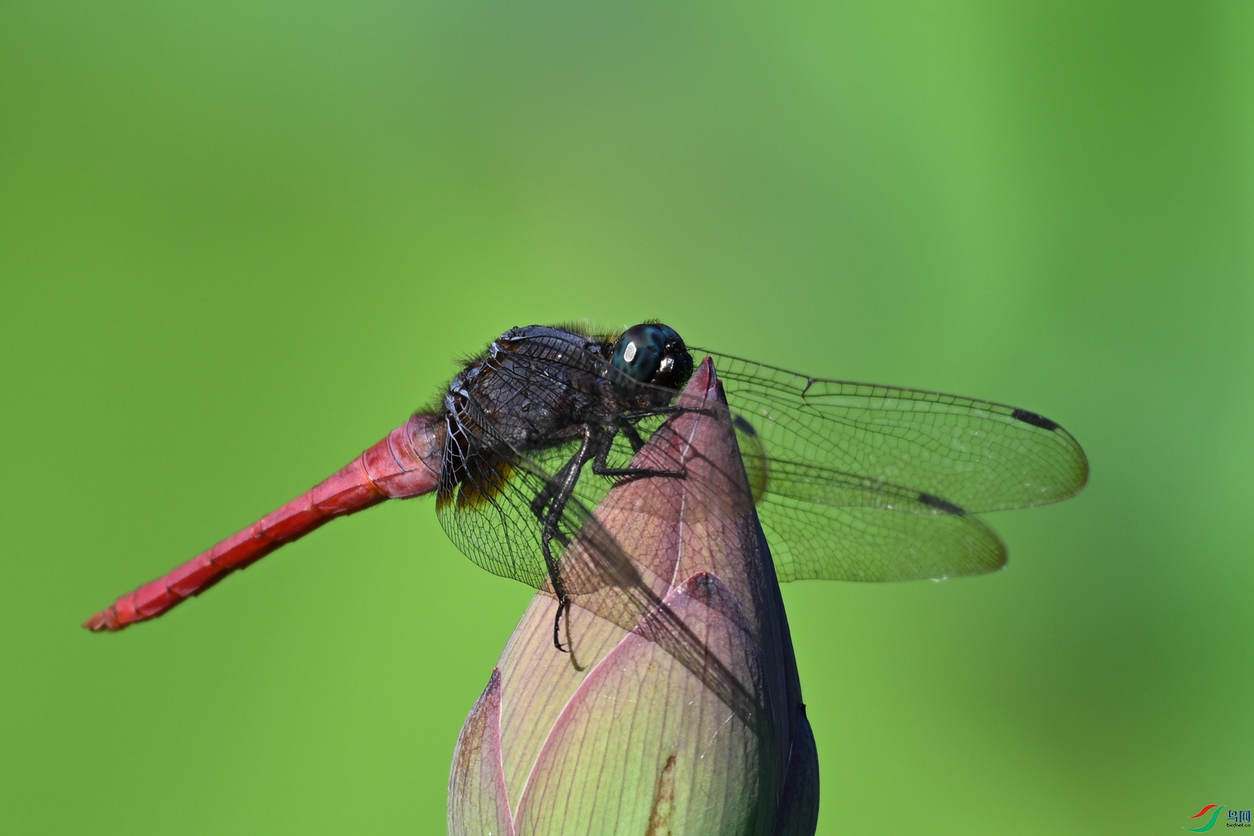 DSC_4223.JPG