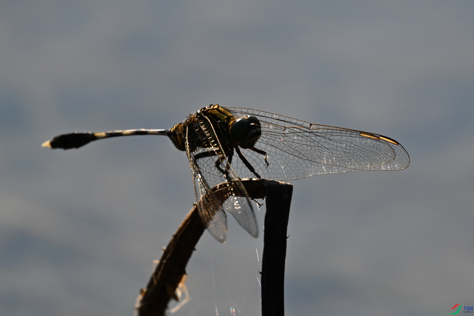 DSC_4195.JPG