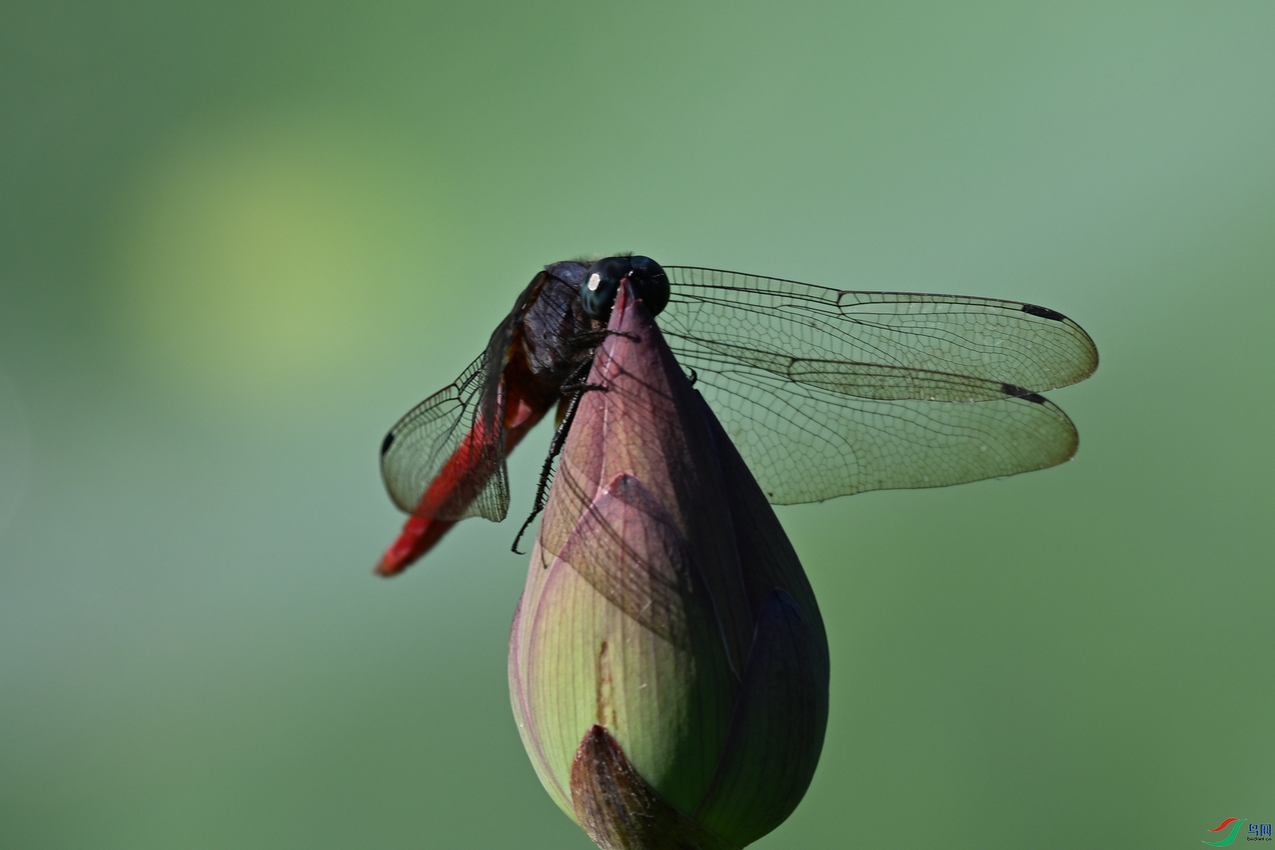 DSC_4211.JPG