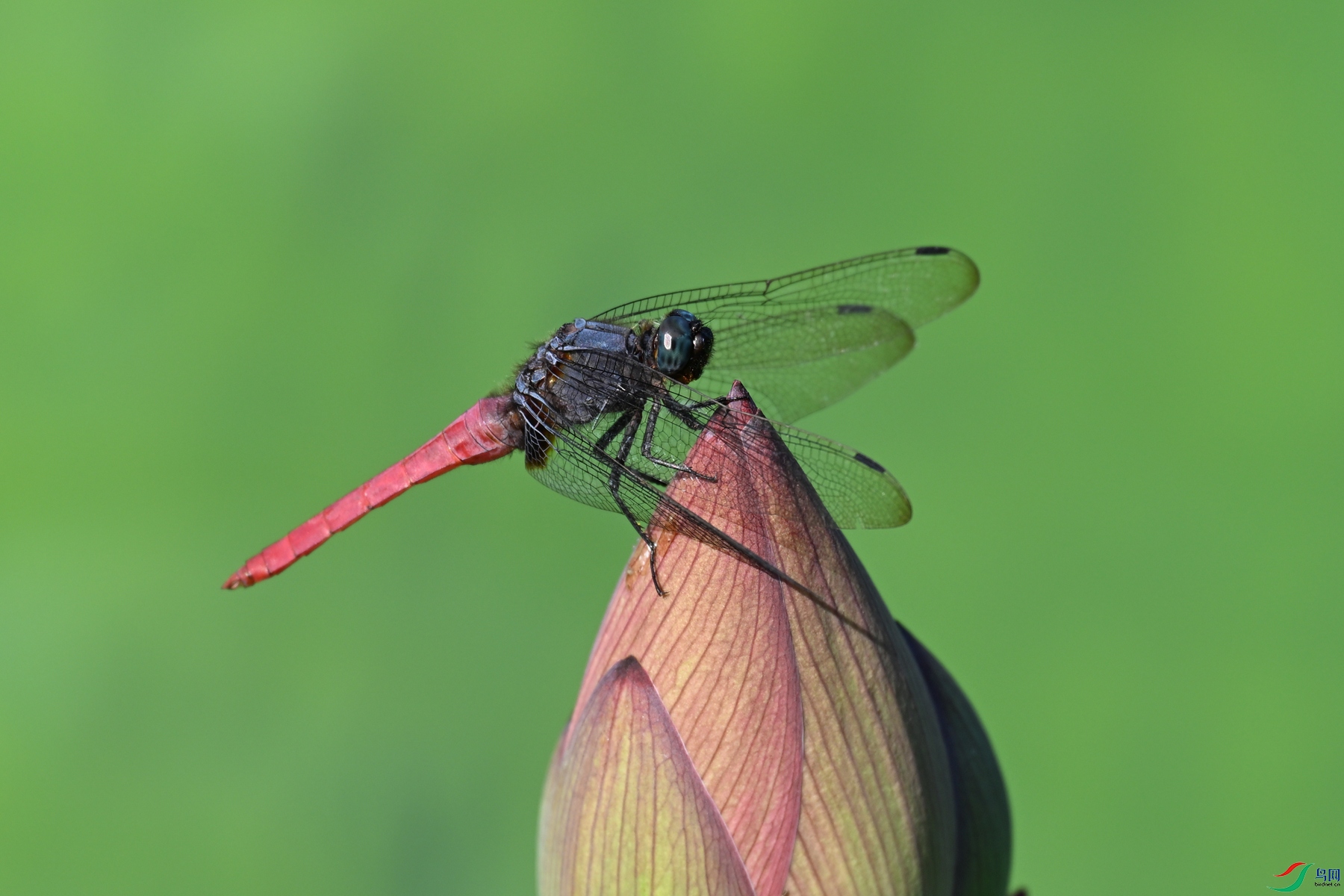 DSC_4198.JPG