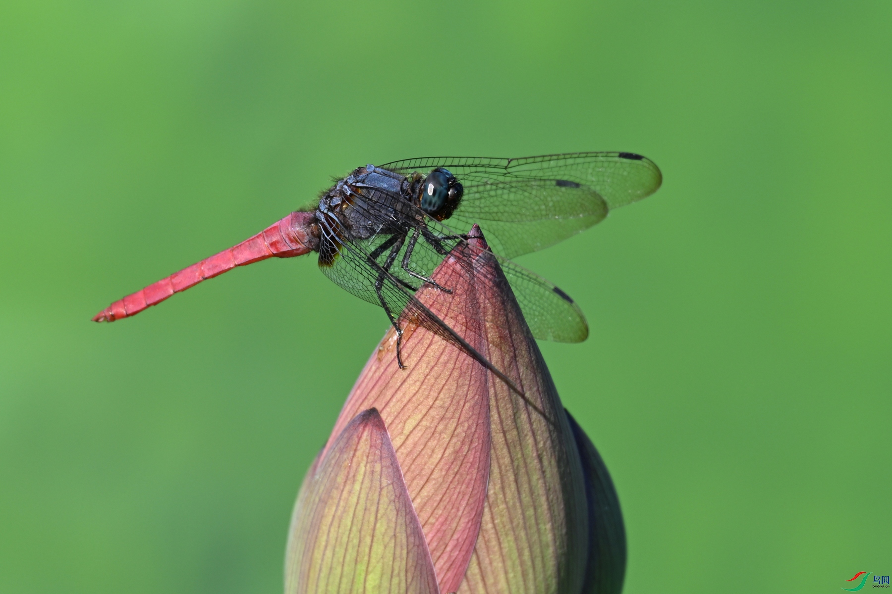DSC_4199.JPG