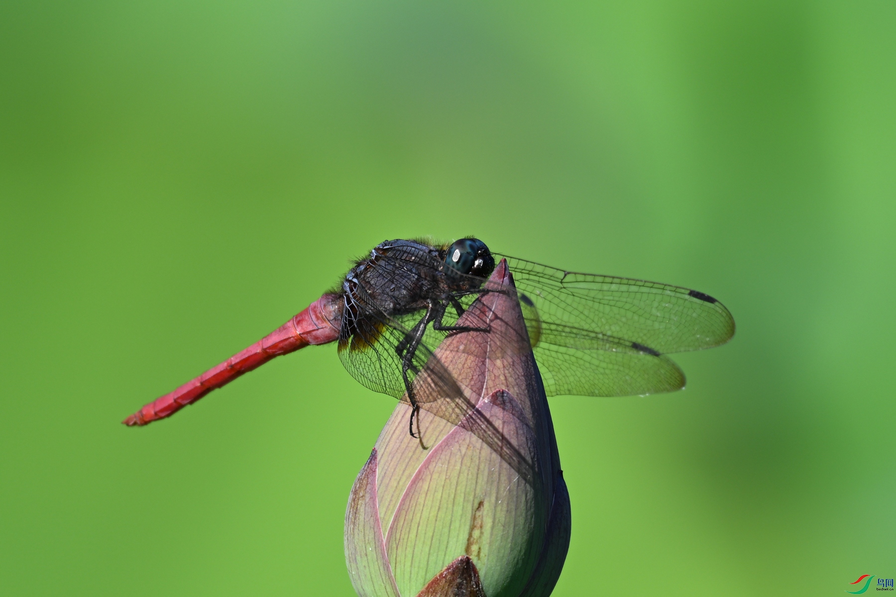 DSC_4222.JPG